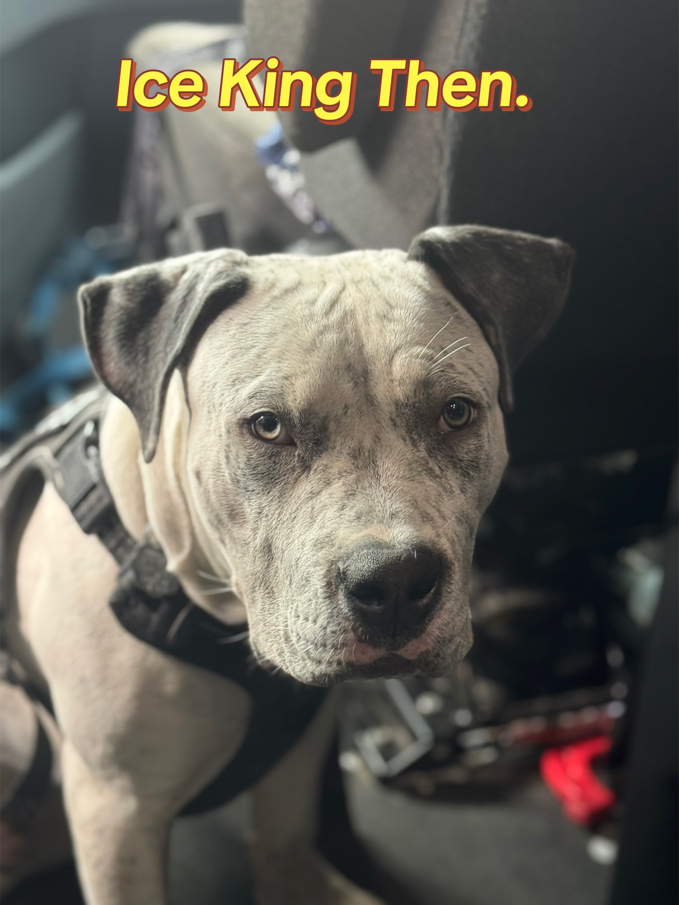 @Honorbound_Bullys