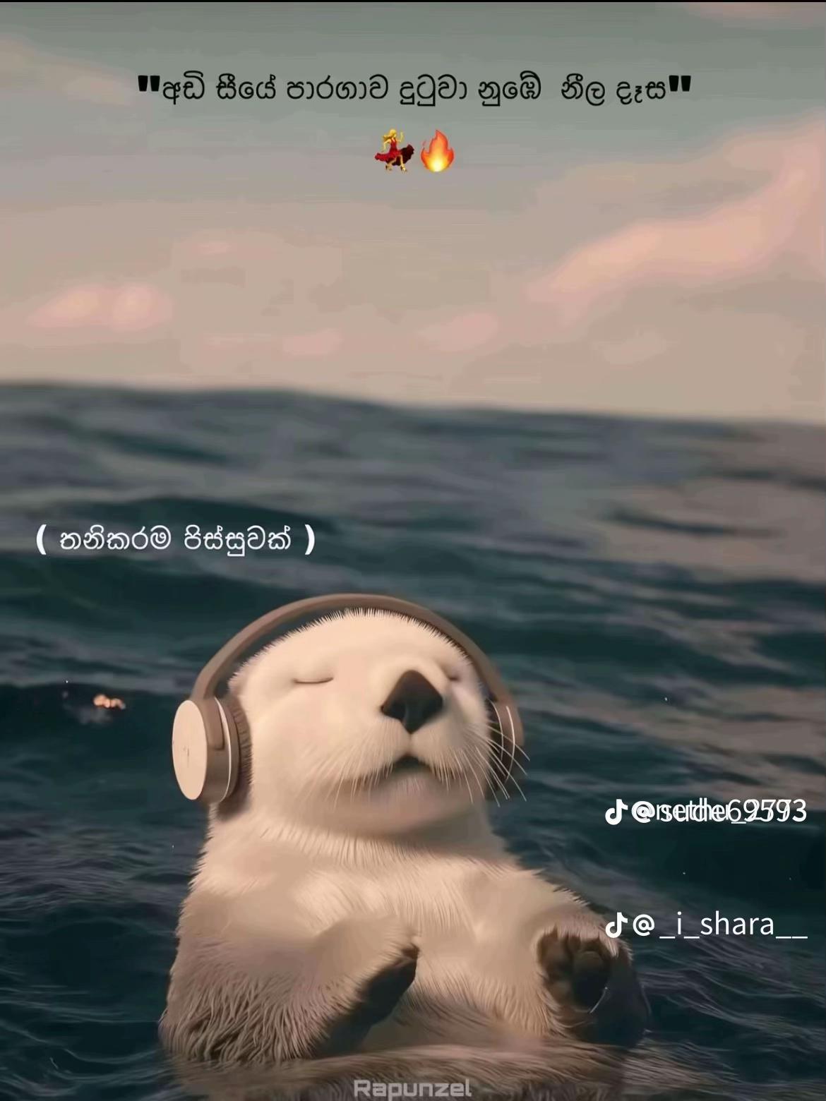 @:|:|සෝසෙ:|:|🐰🫀🤍