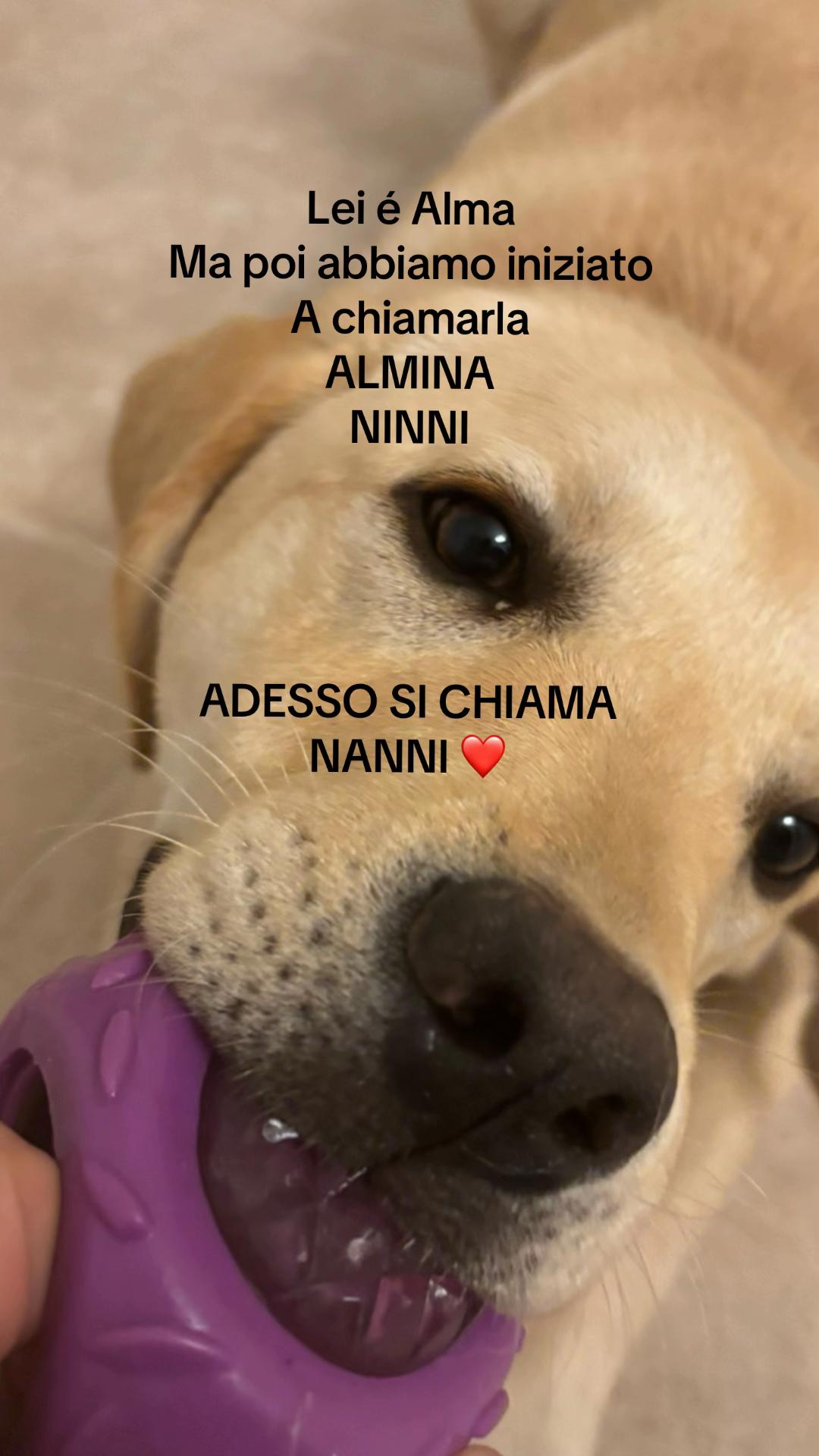 @ALMA_labradorRetriever