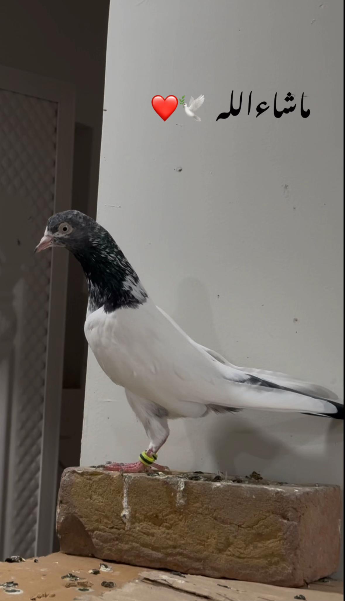 @Royal Birds 🕊️👑