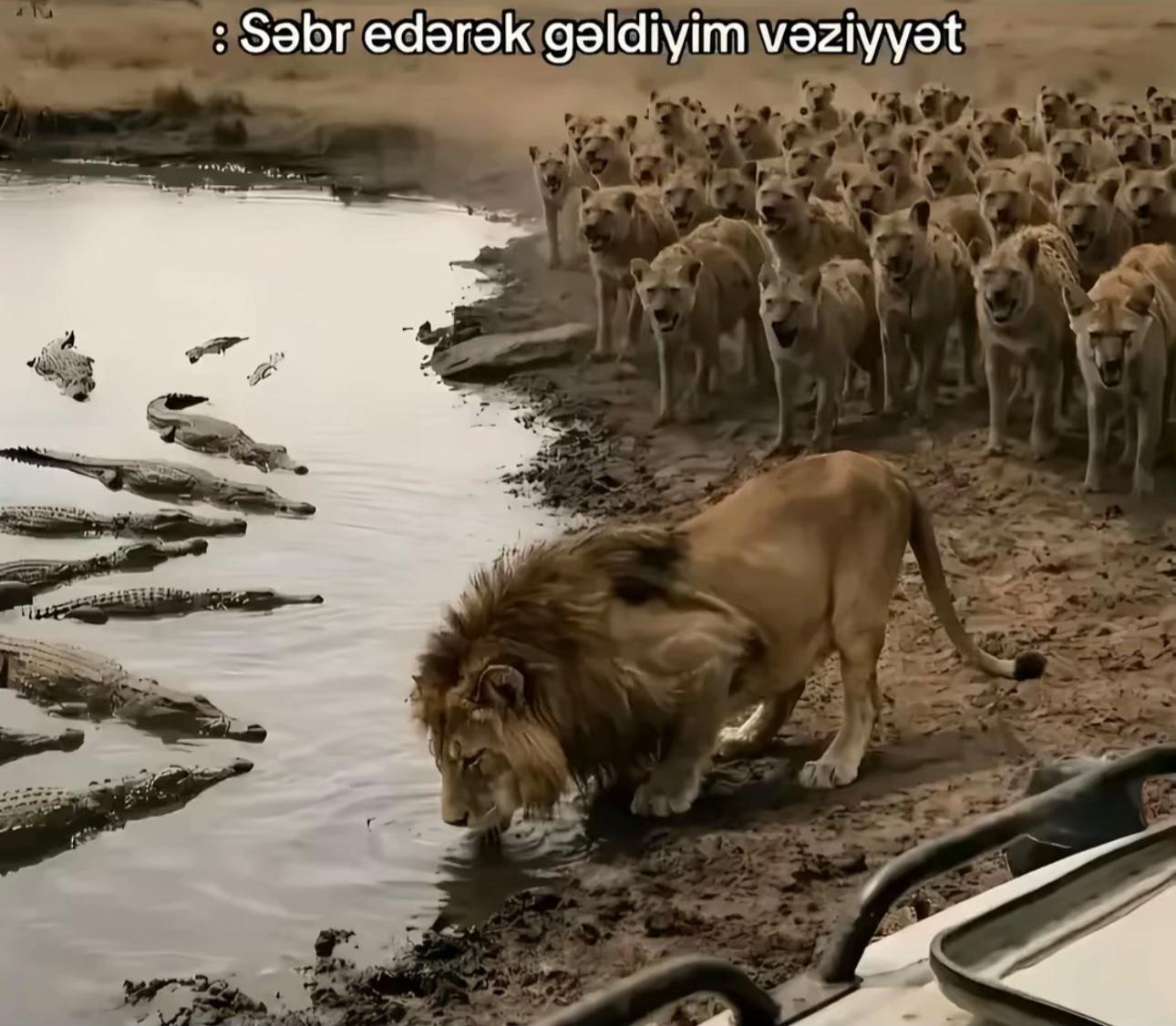 @rzajafaroqlu060
