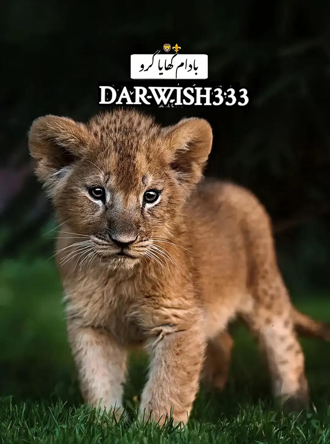 @ⓇⒶⒿⓅⓄⓄⓉ➌➌➌