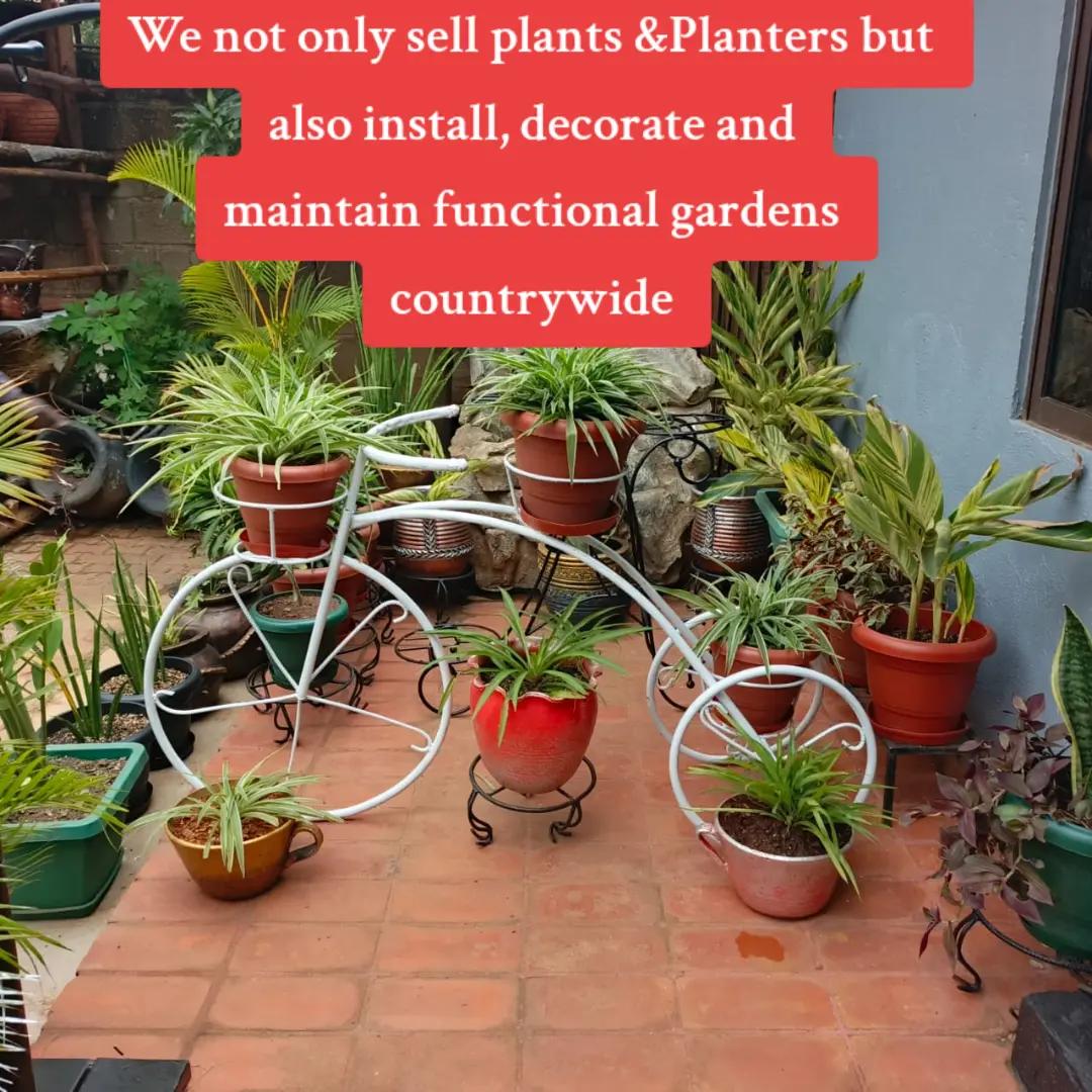 @Plants&PlantersbyChefJ (AJE)