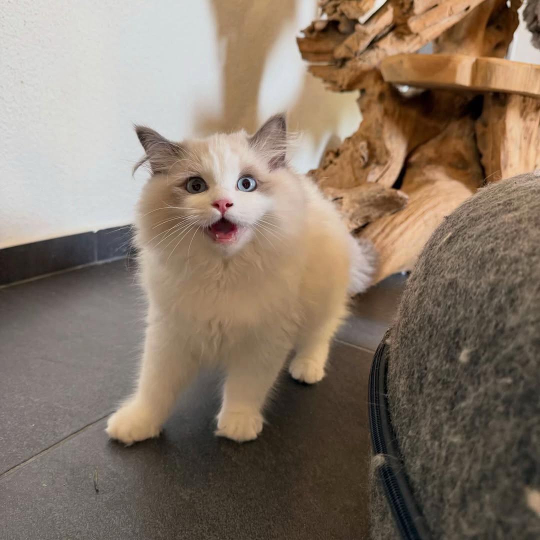 @I love ragdolls❤️