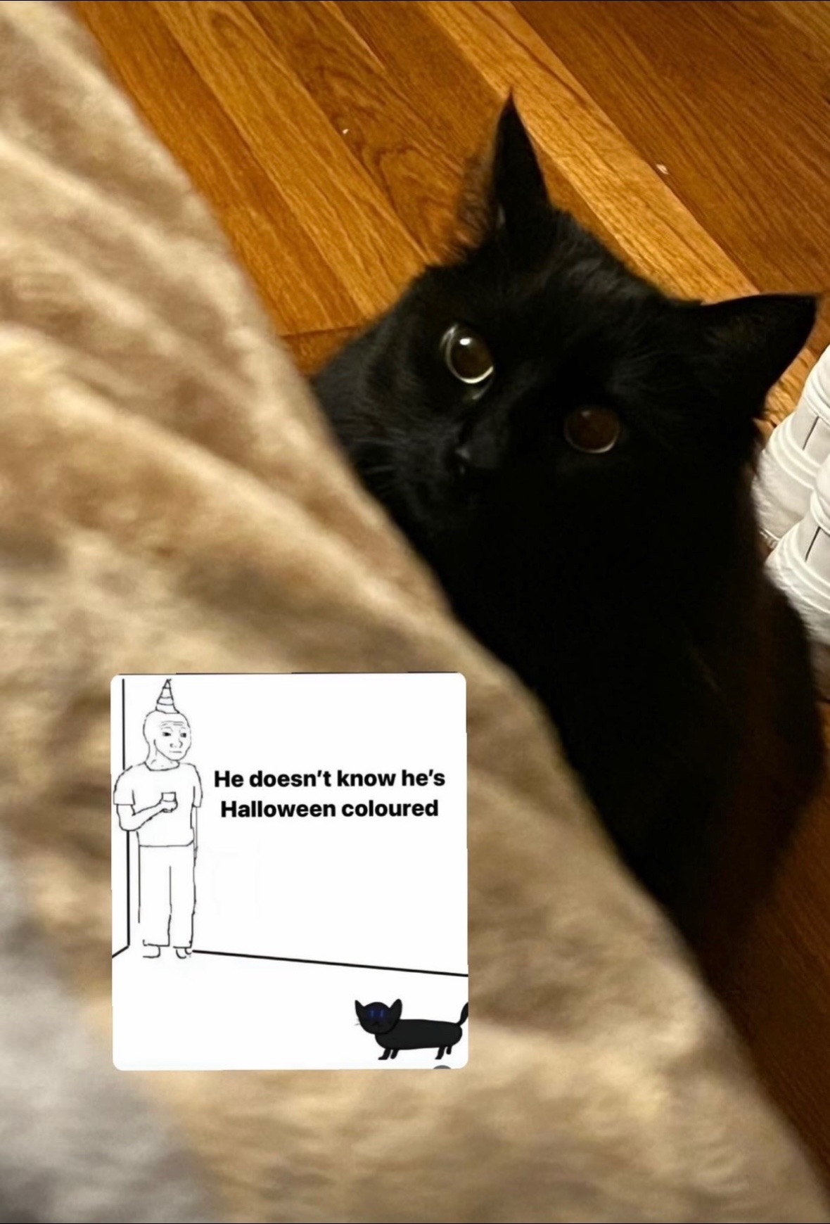 @NICO NATION 🐈&zwj;⬛