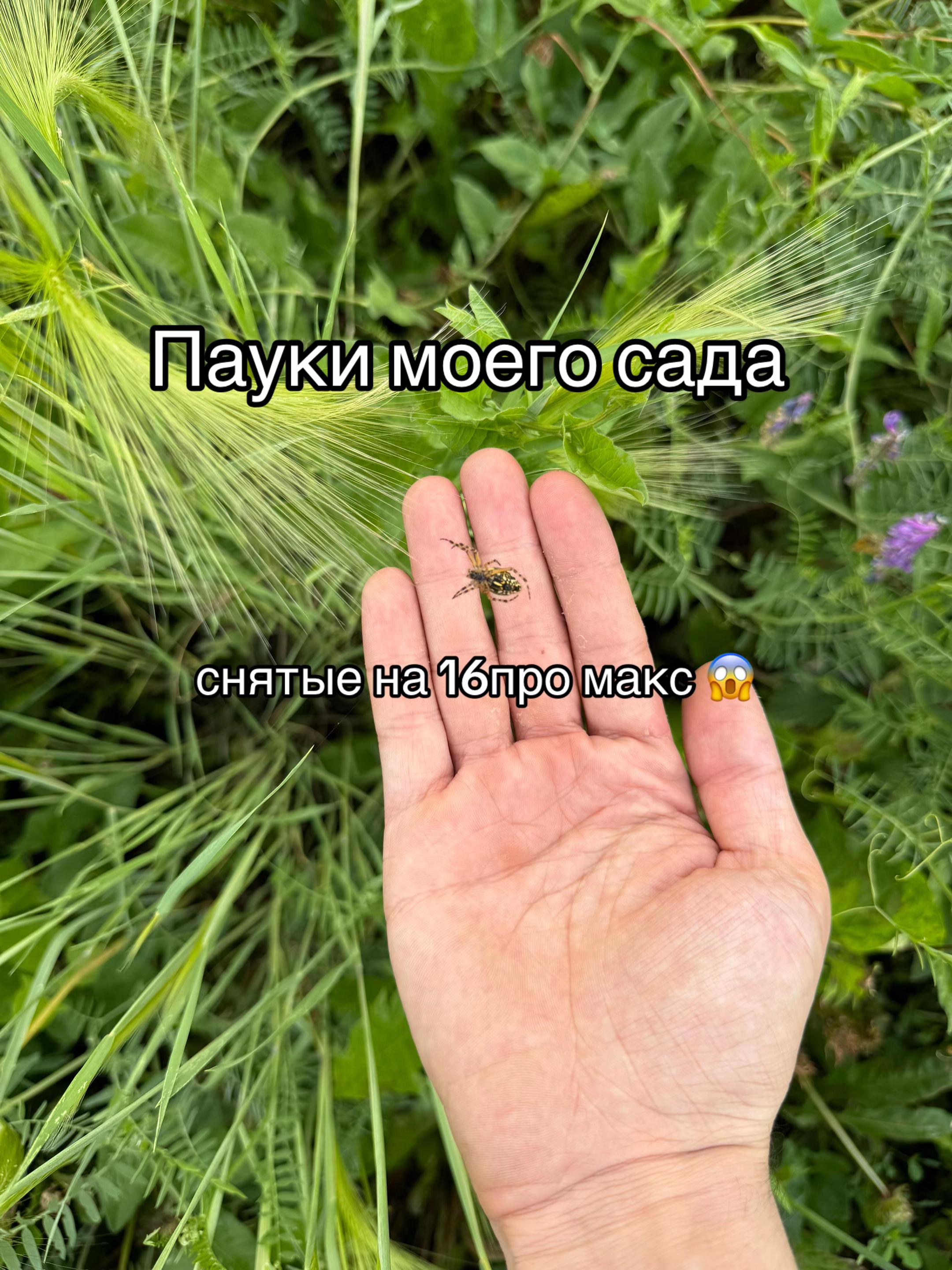 @Тима Унгольд