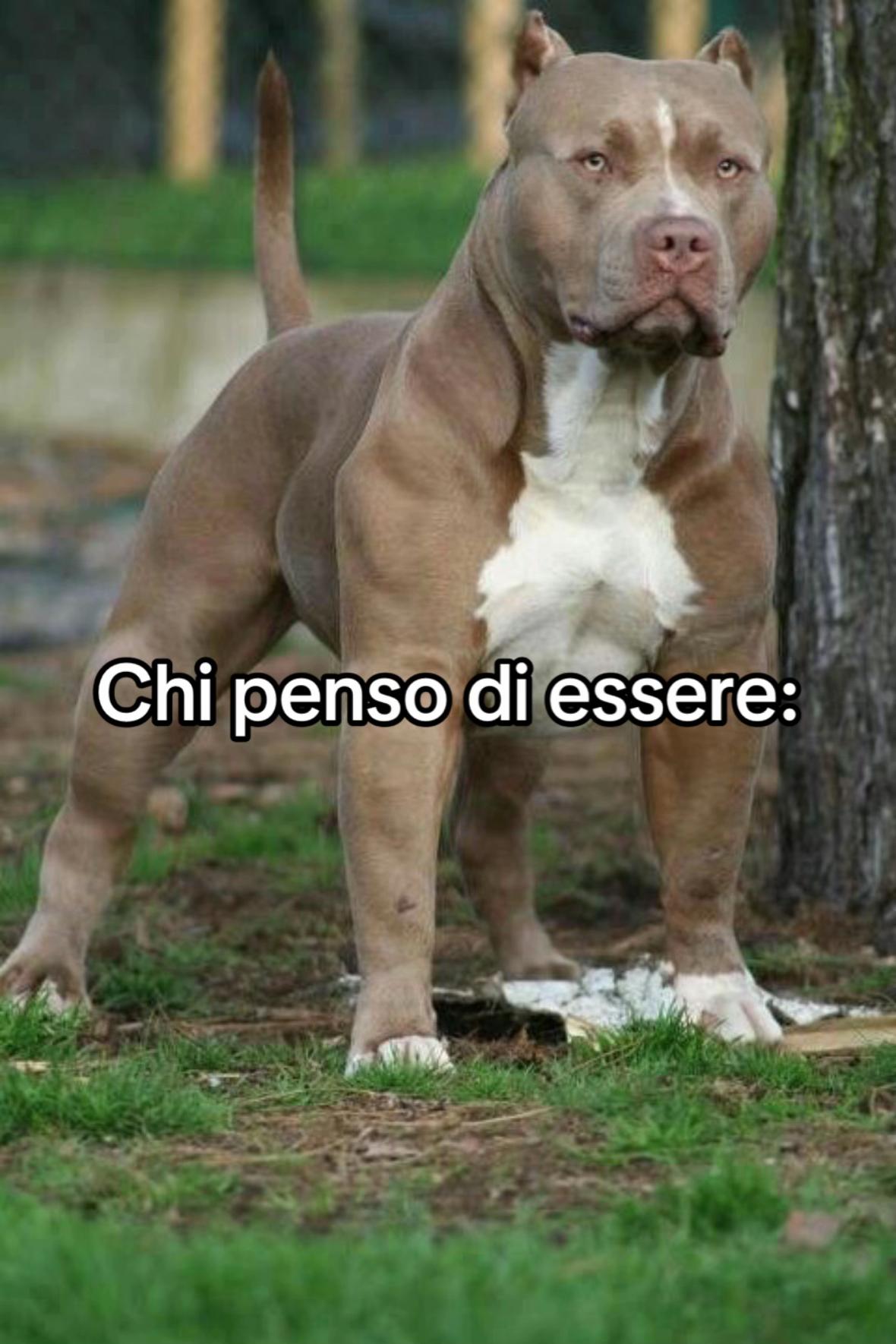 @Piccolo Theo👑