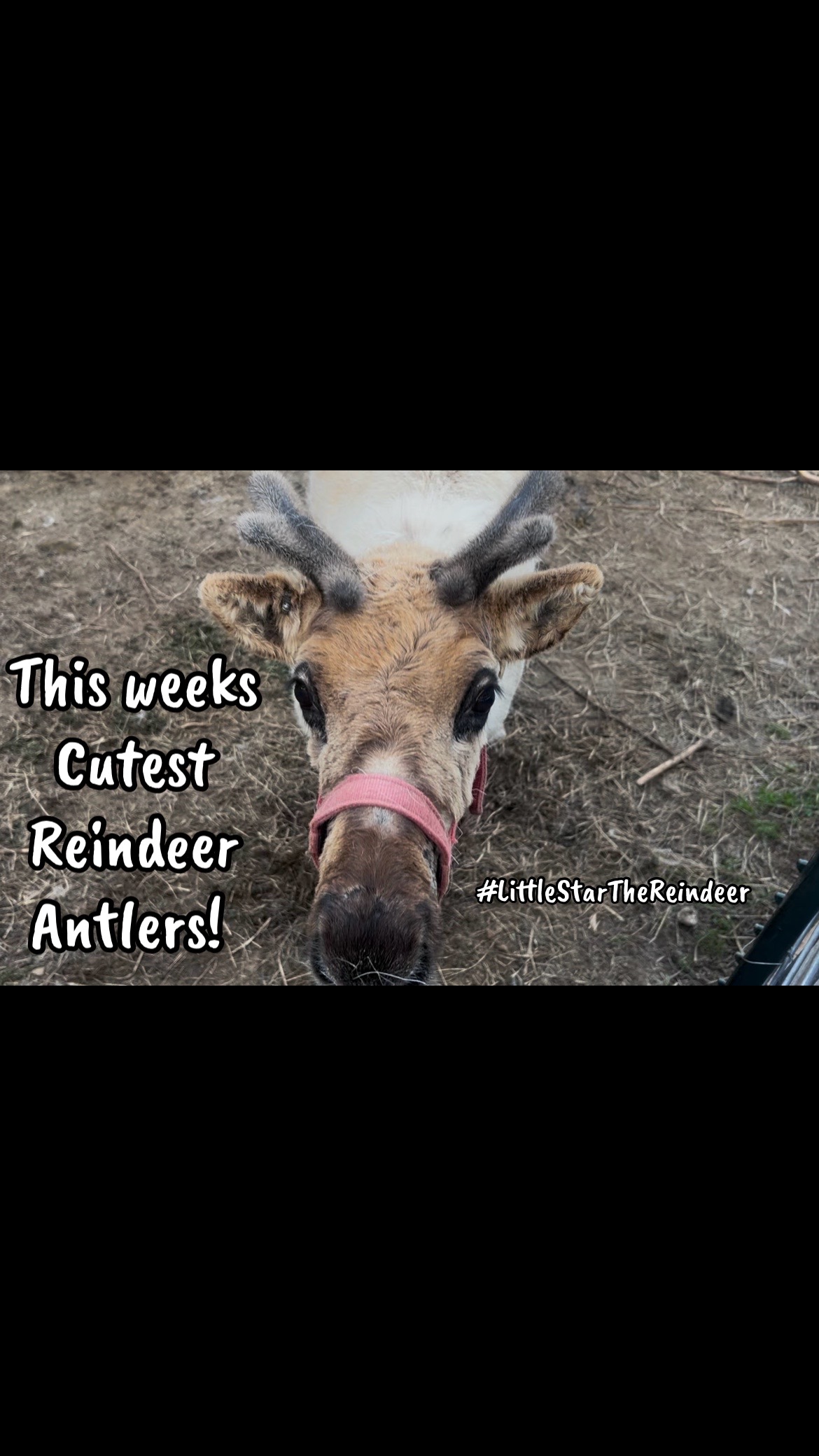 @ReindeerMagicLady