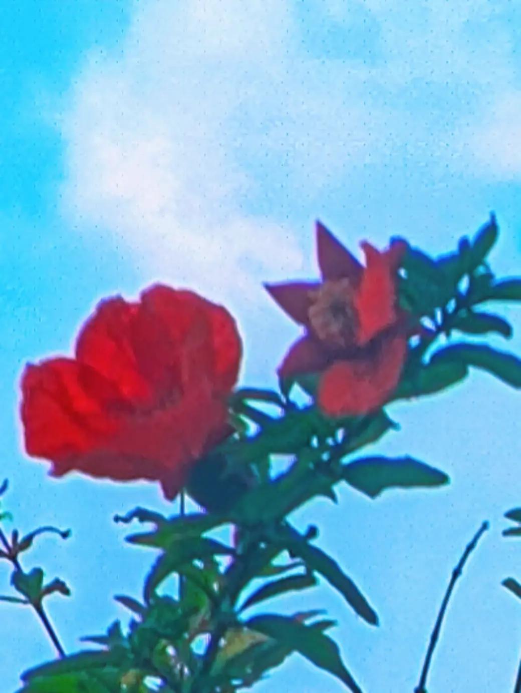 @mdkalam