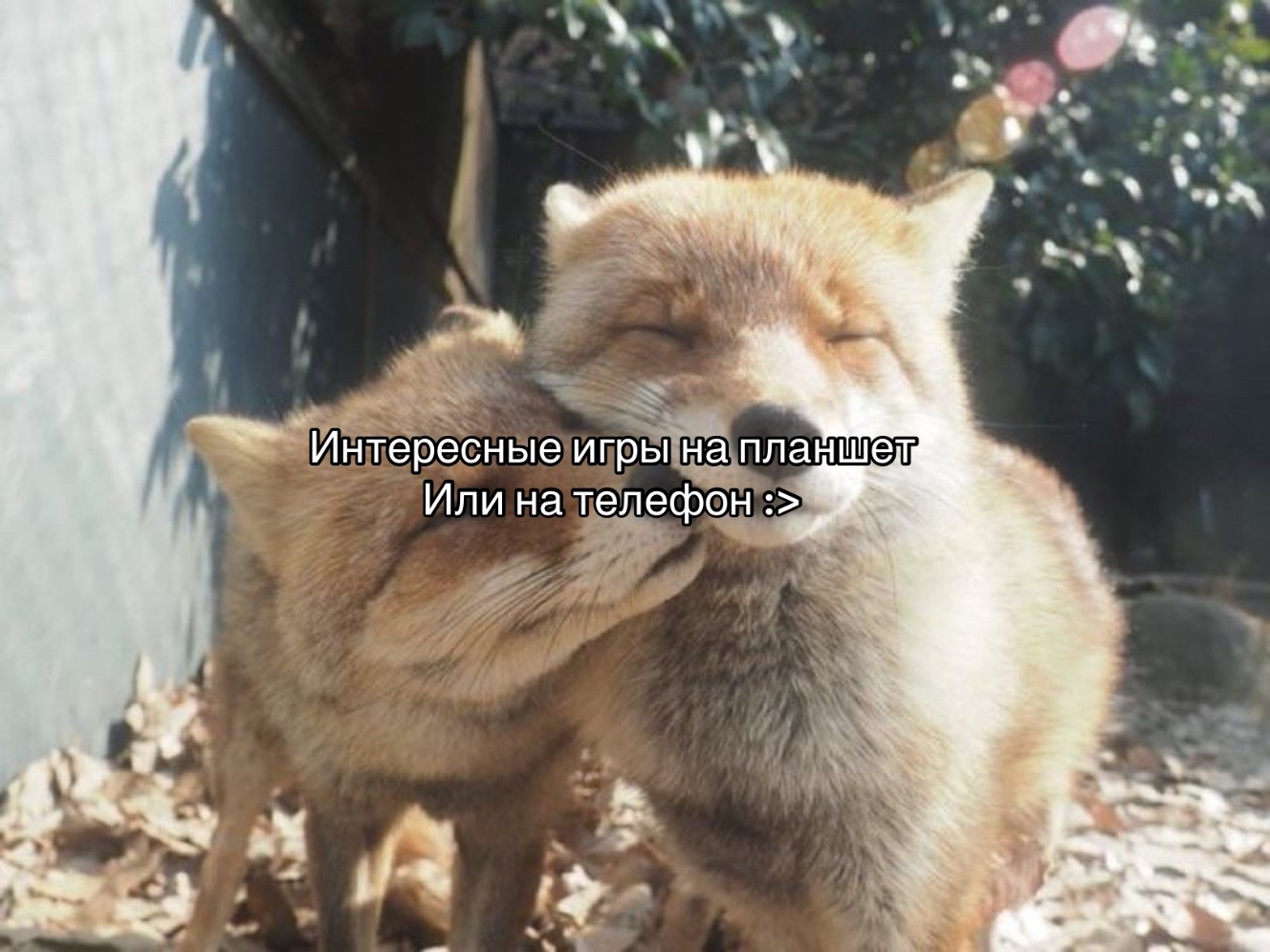 @gopnik67