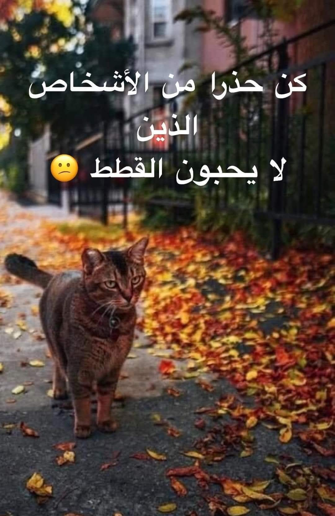 @Willer Willer
