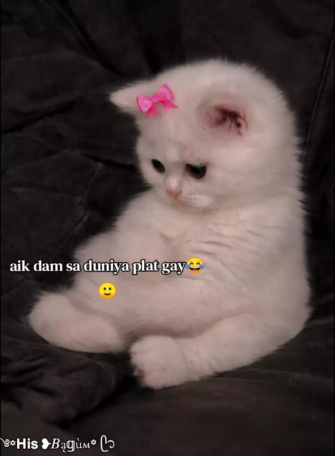 @༄꙳𝗛𝗶𝘀 ❥︎𝐵ą𝕘&ugrave;м꙳ ᥫ᭡