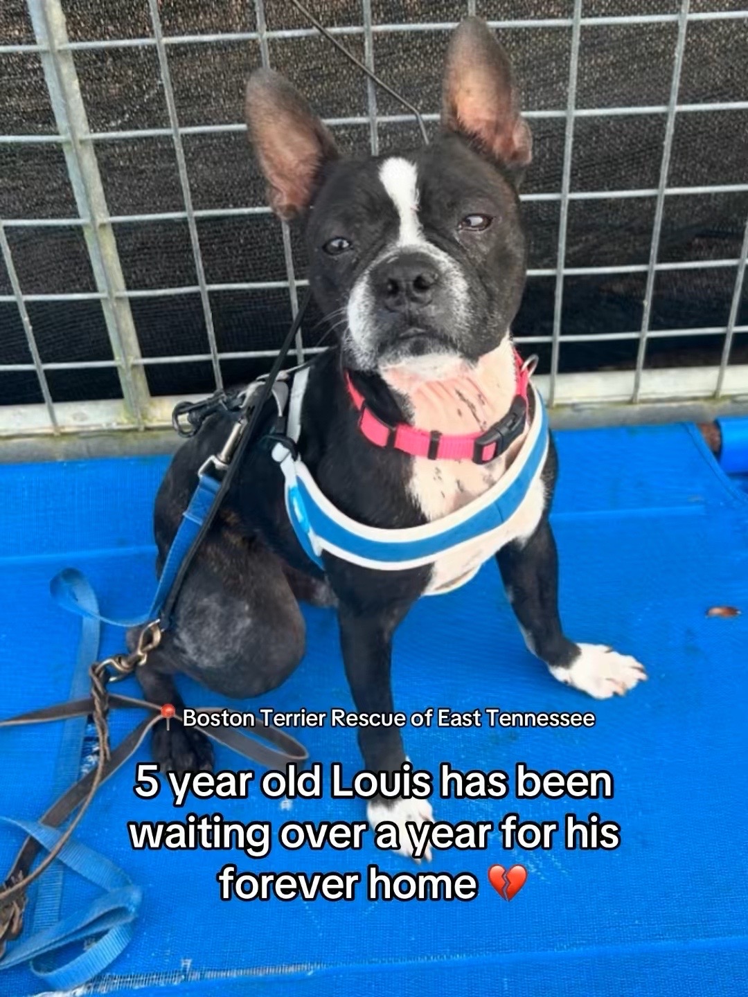 @Adopt a Pet