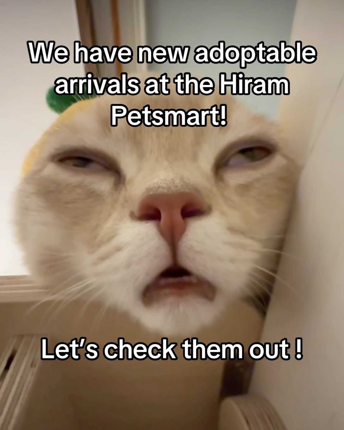 @KittyAngelRescue