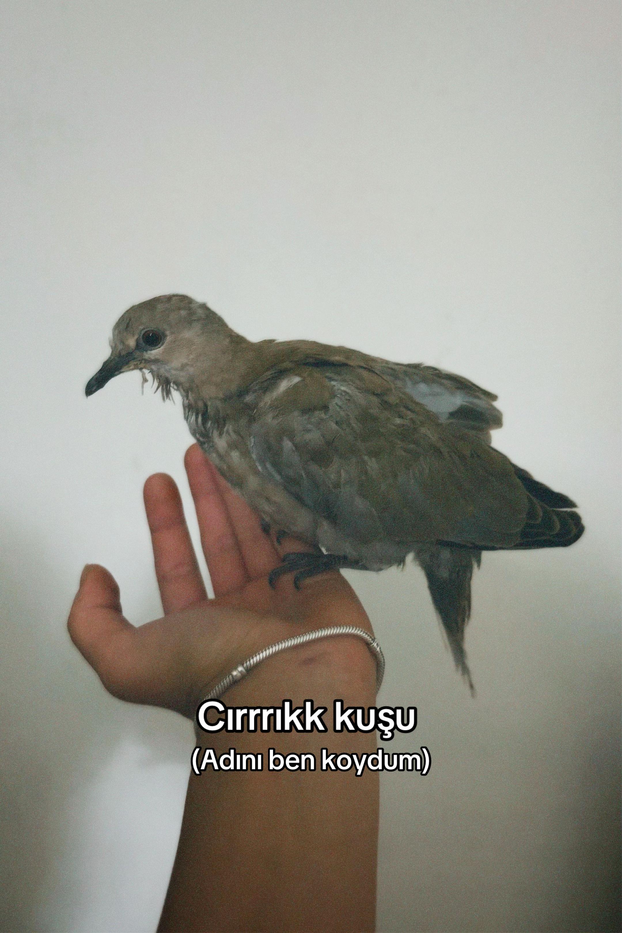 @Damla