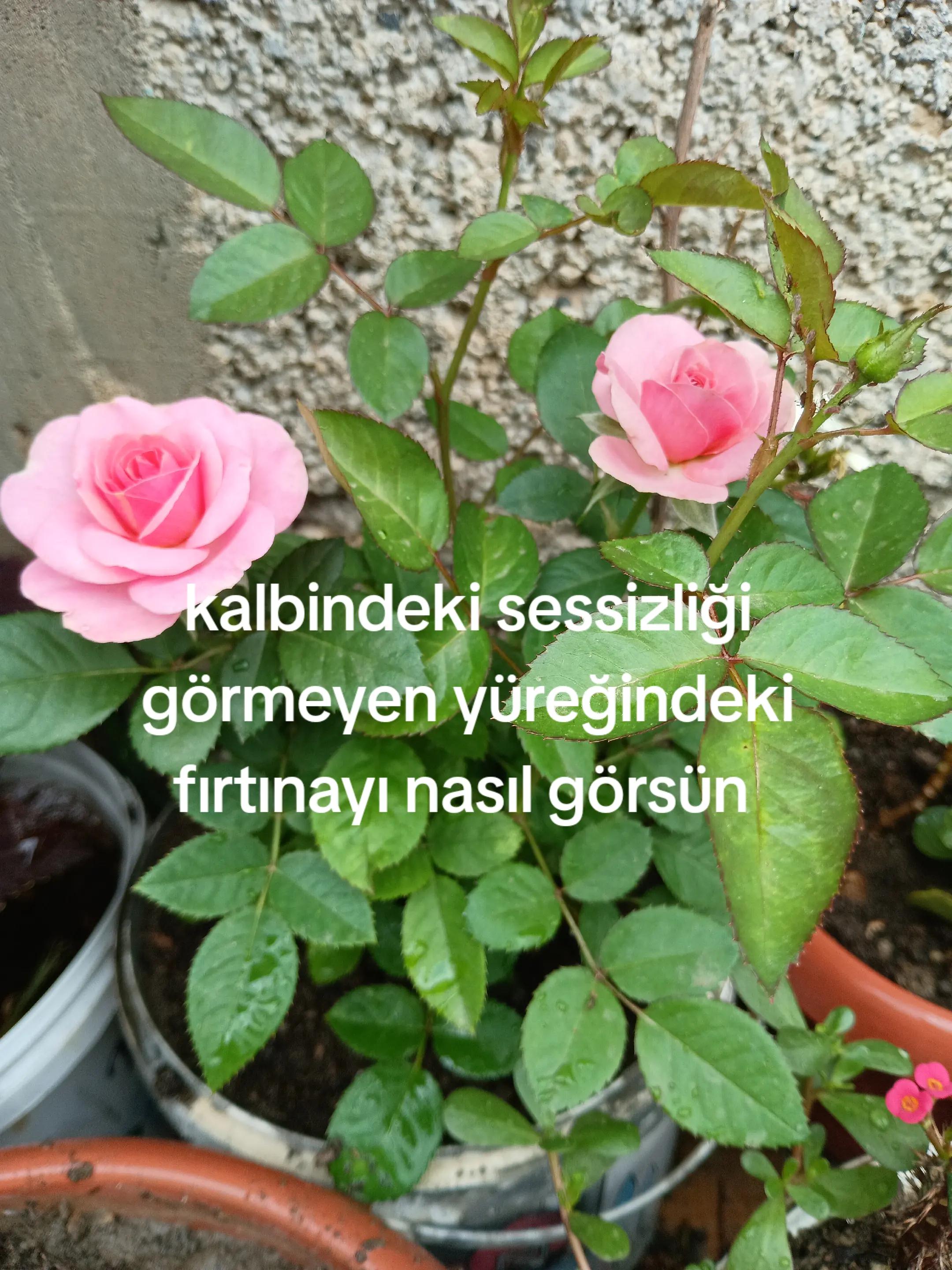 @Karako&ccedil;