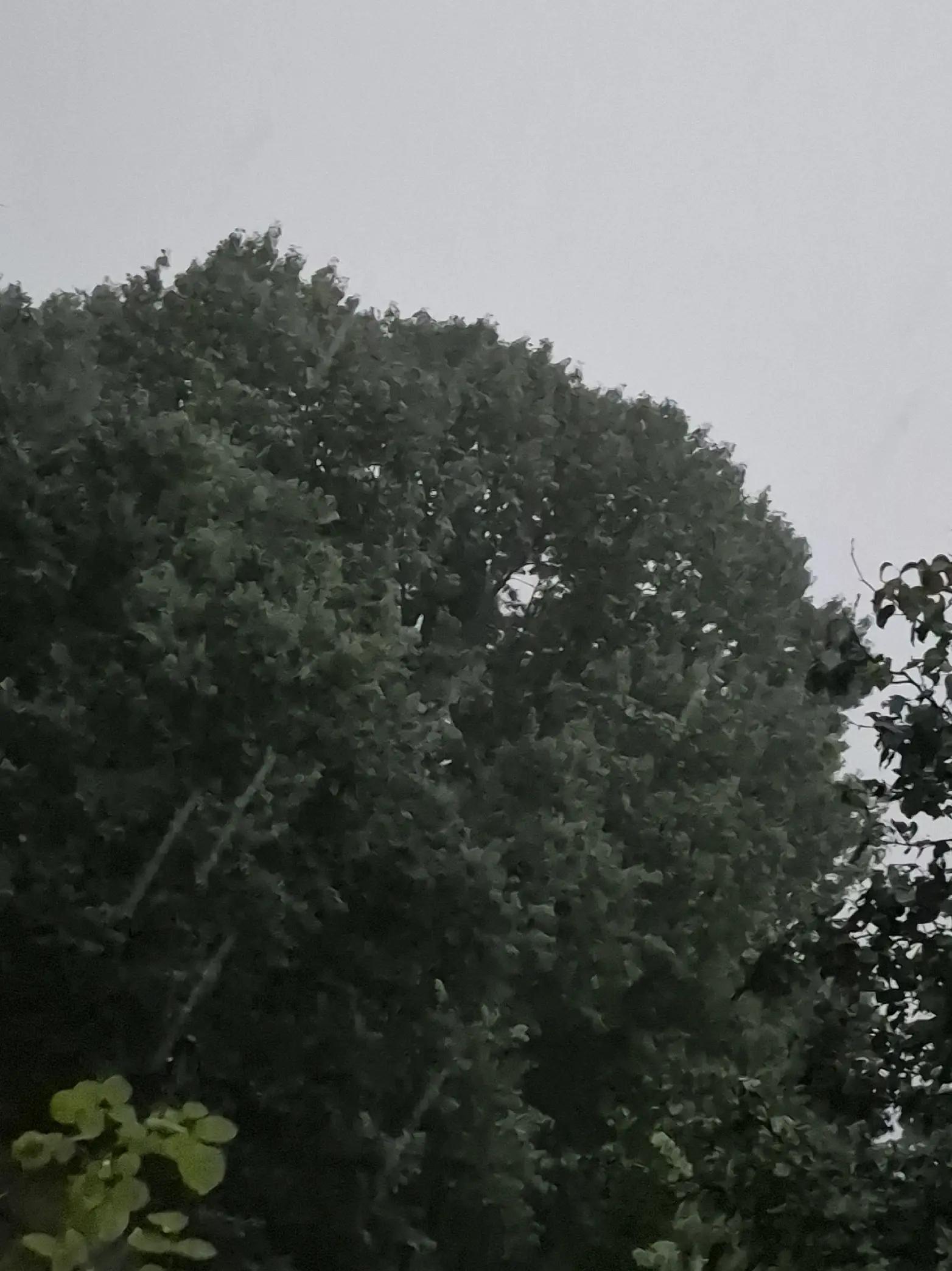 @🇩🇪okiecoutrygirl70🇺🇲❌️
