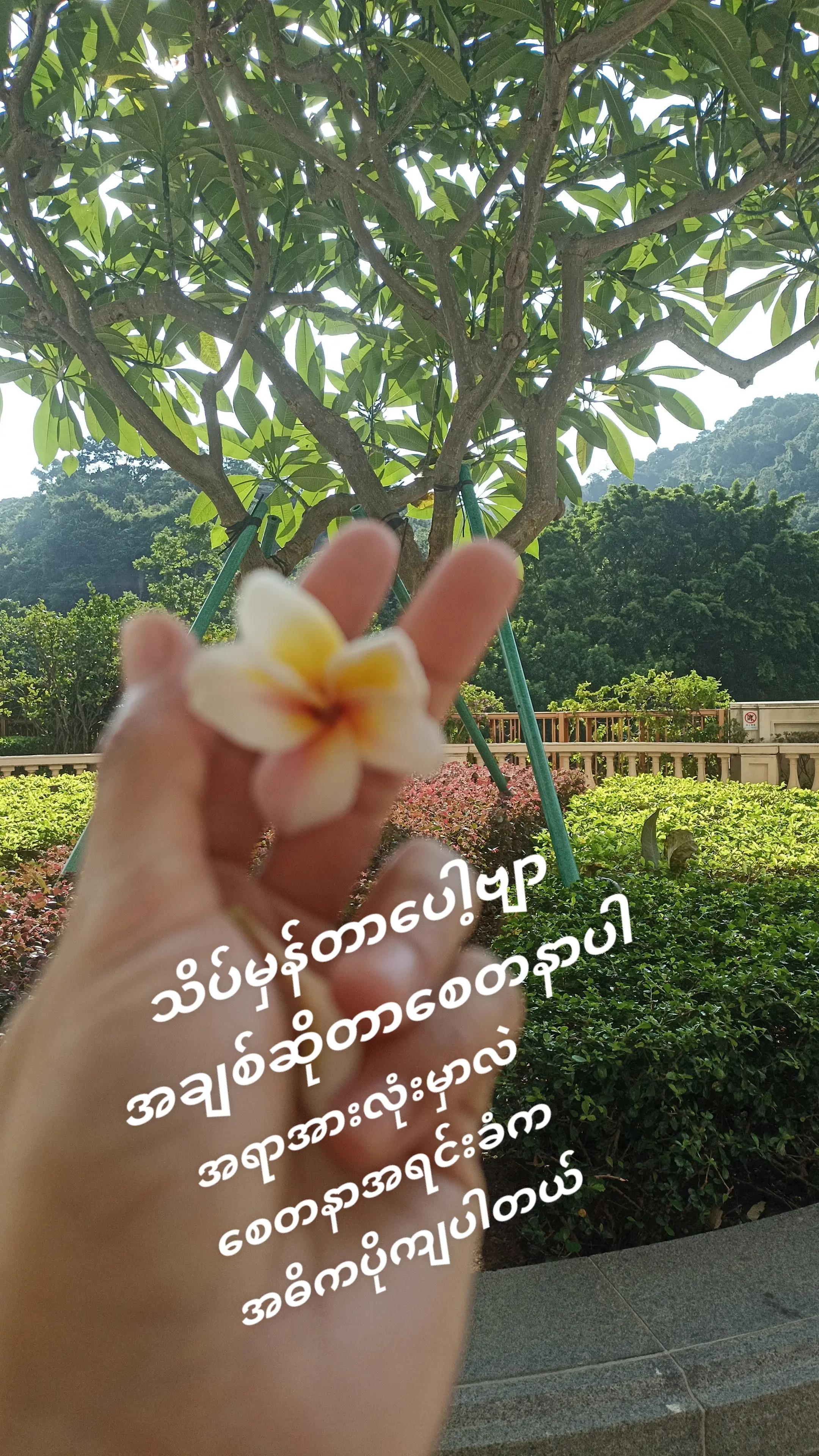 @✨ Chit,နှင်းဆီ,✨ဧရာဝတီ ✨