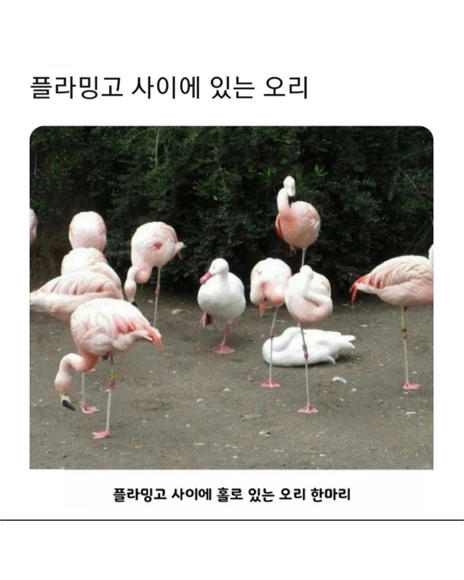 @로이젤