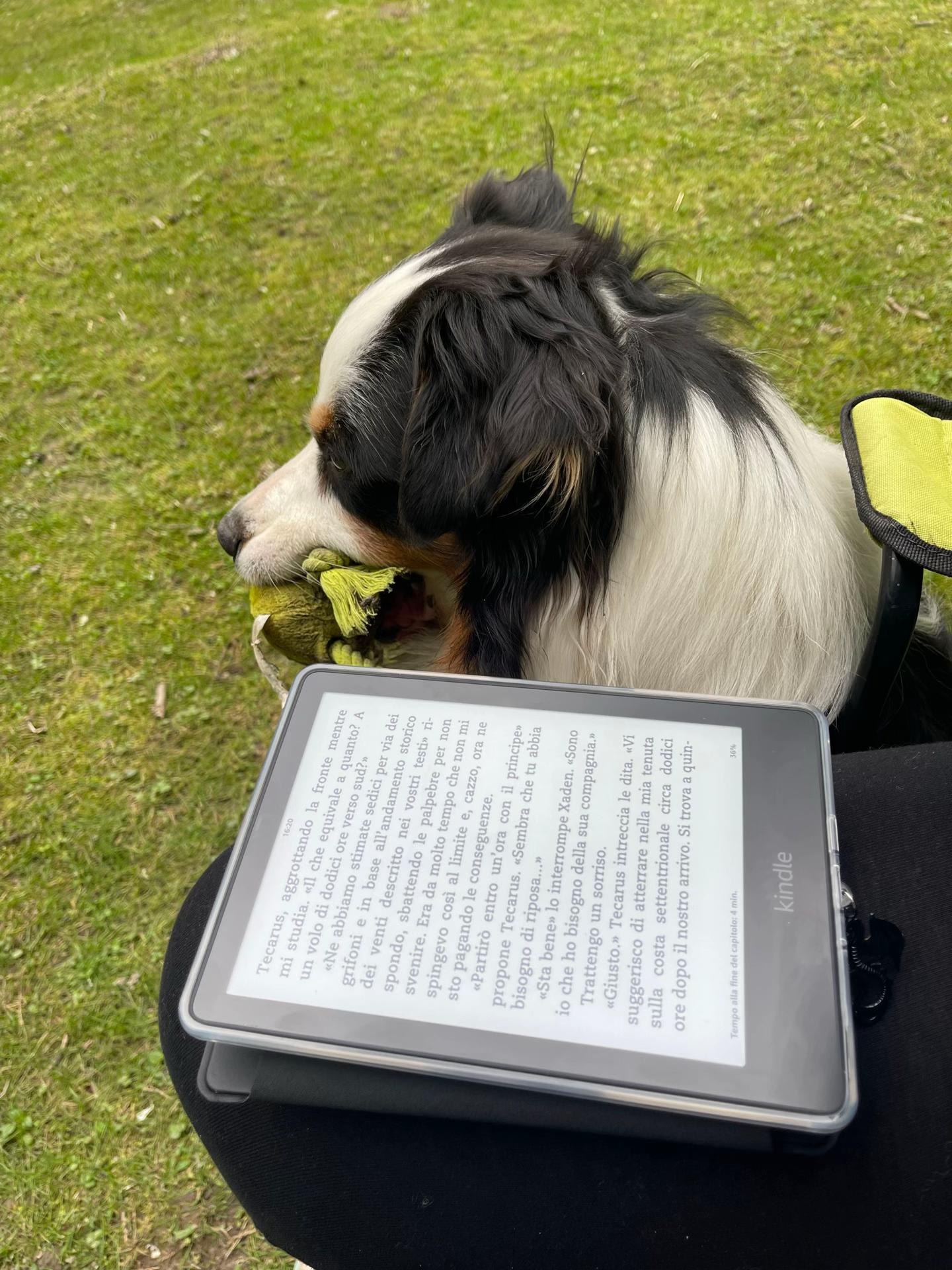 @✨᰻ᥲ᰻ᥲ✨📚🐾🎧
