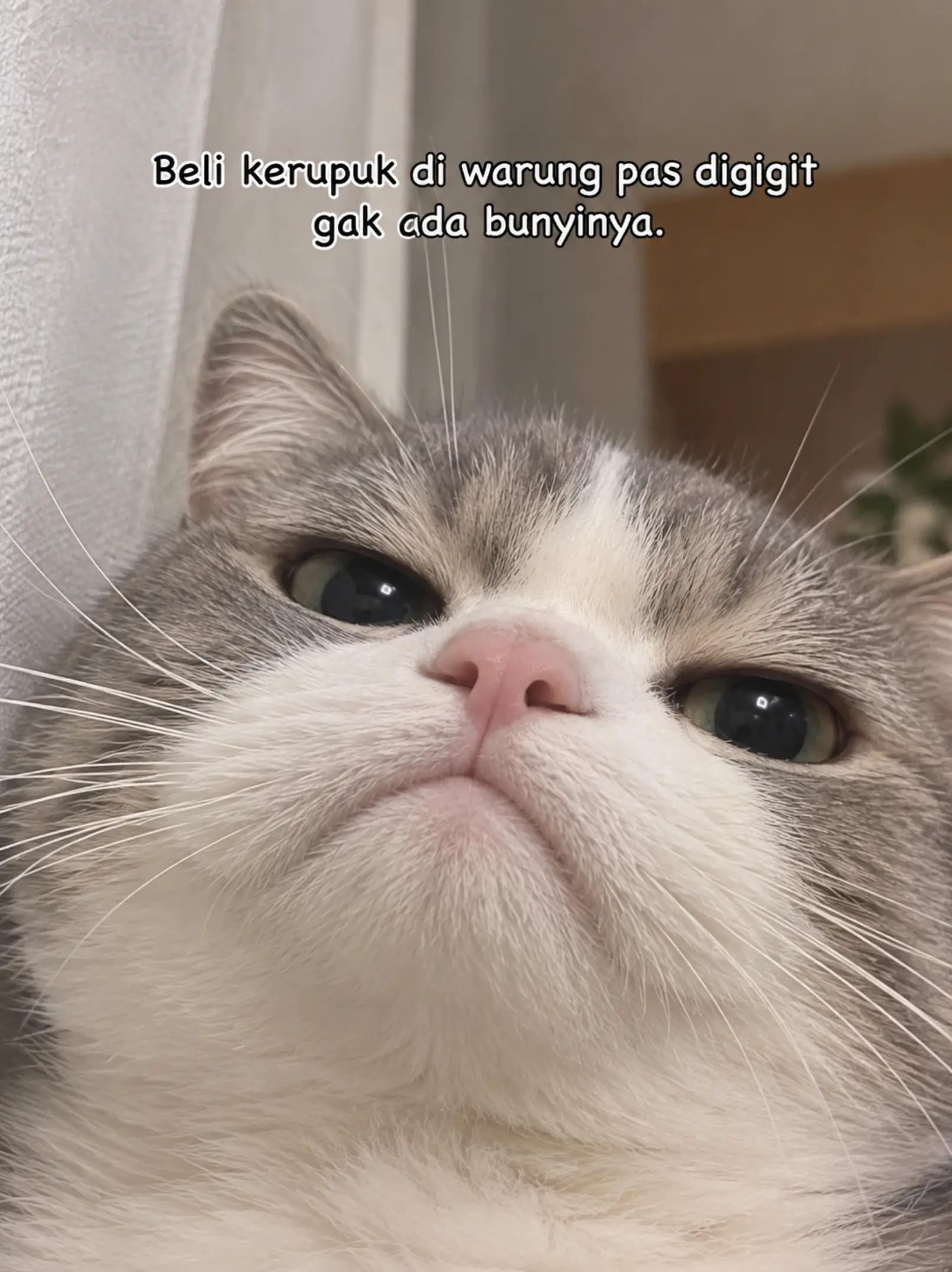 @cimba😺