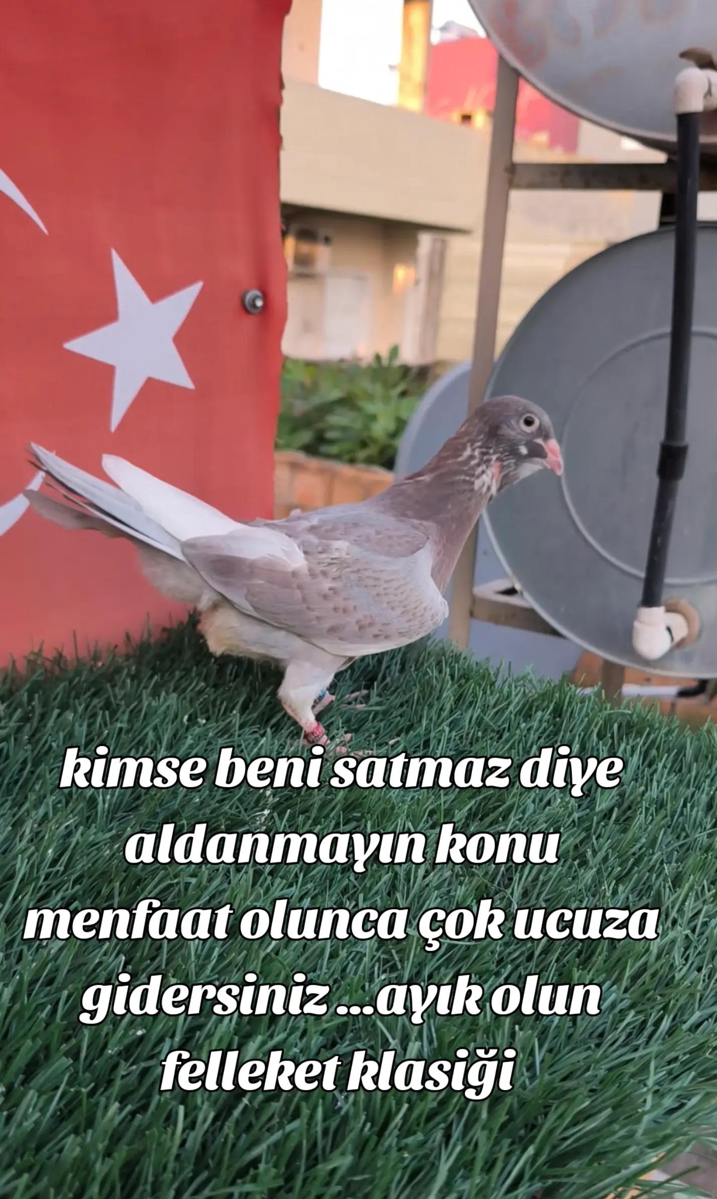 @0163Adanabatarkusu_federasyonu
