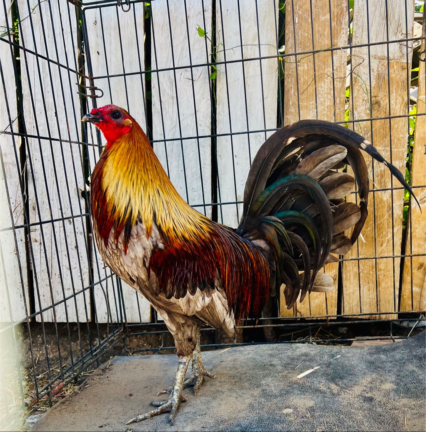 @Venturas mug gamefowl