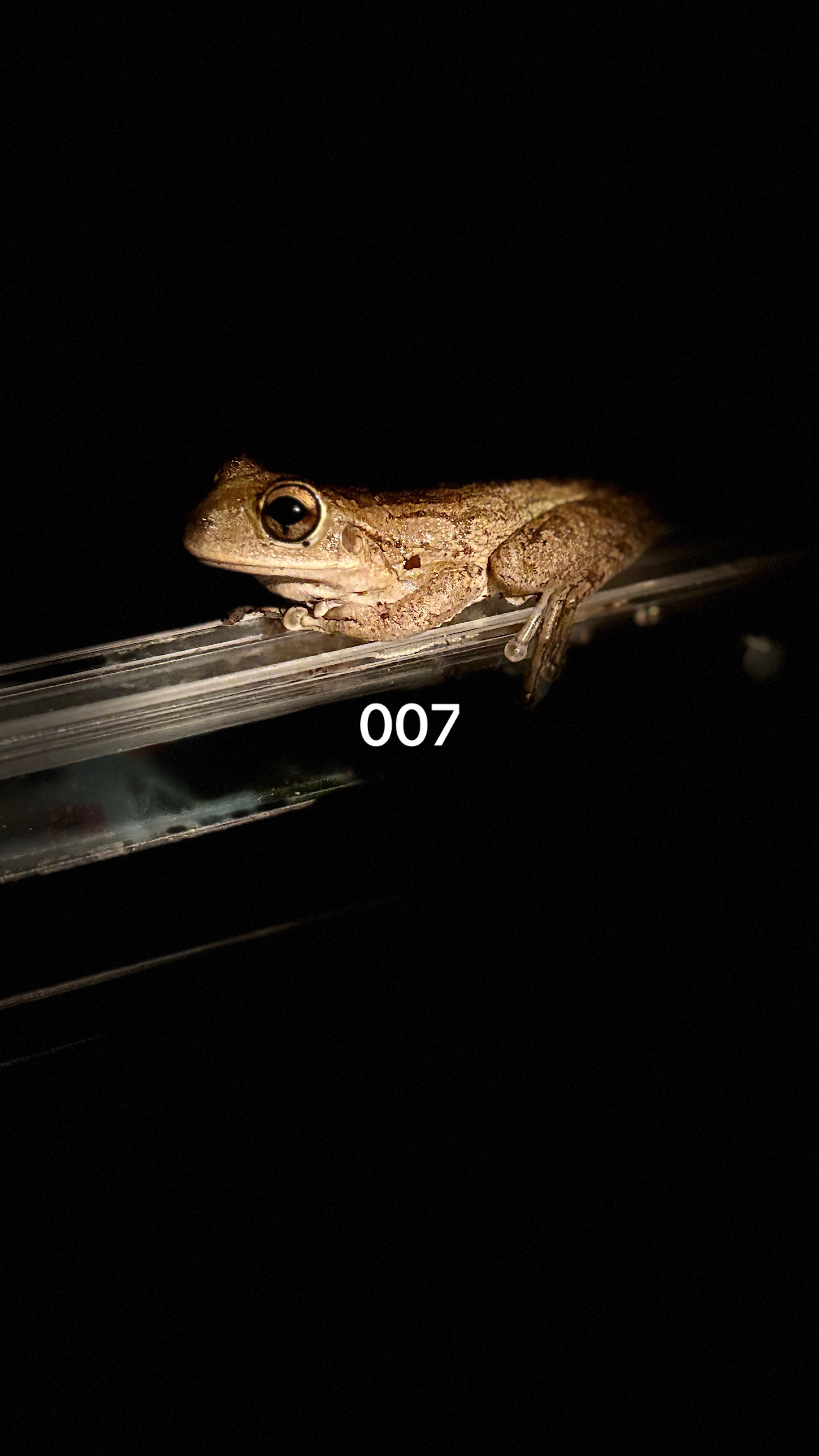 @originalSinkfrog