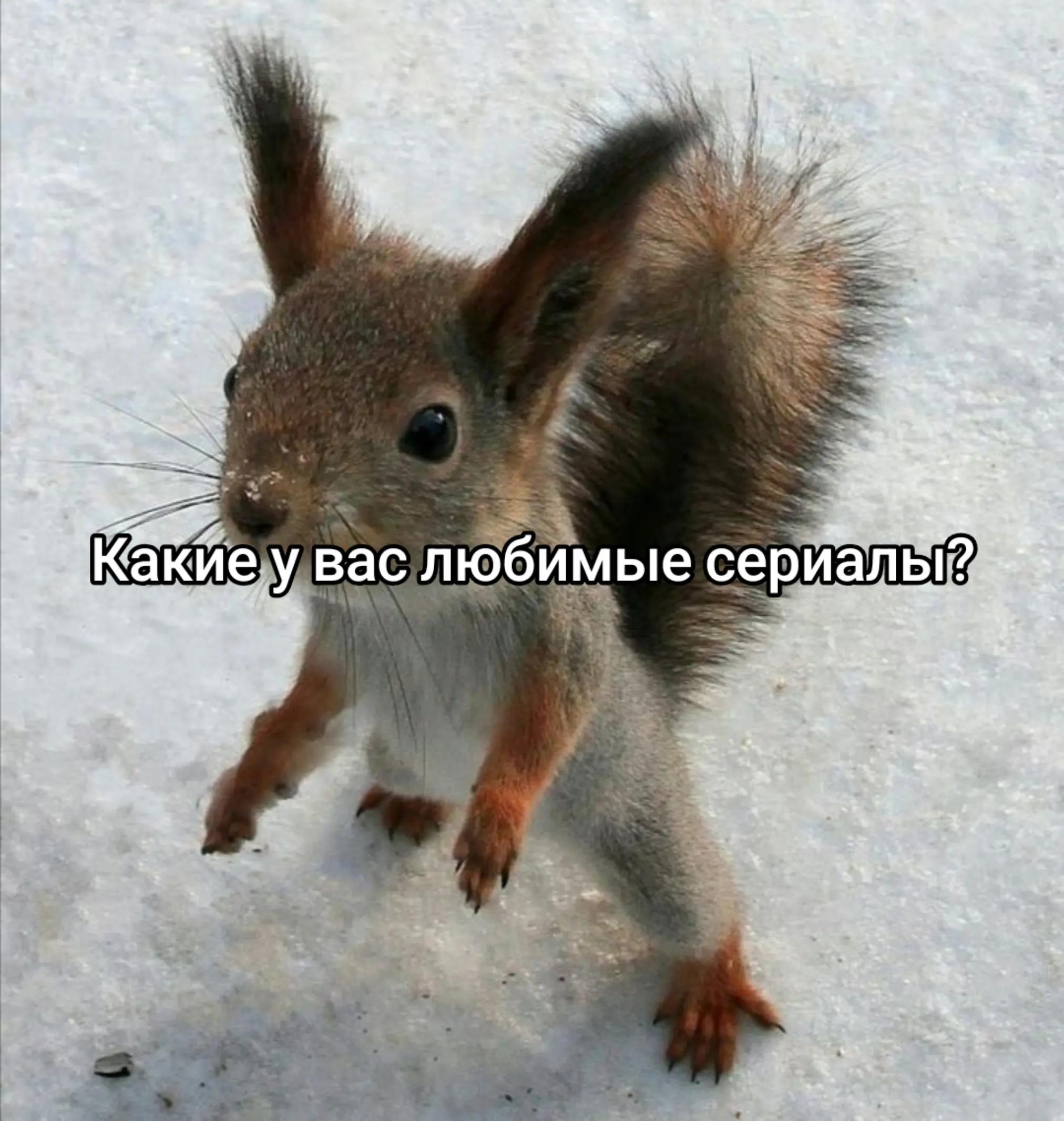 @squirrel 🐿️