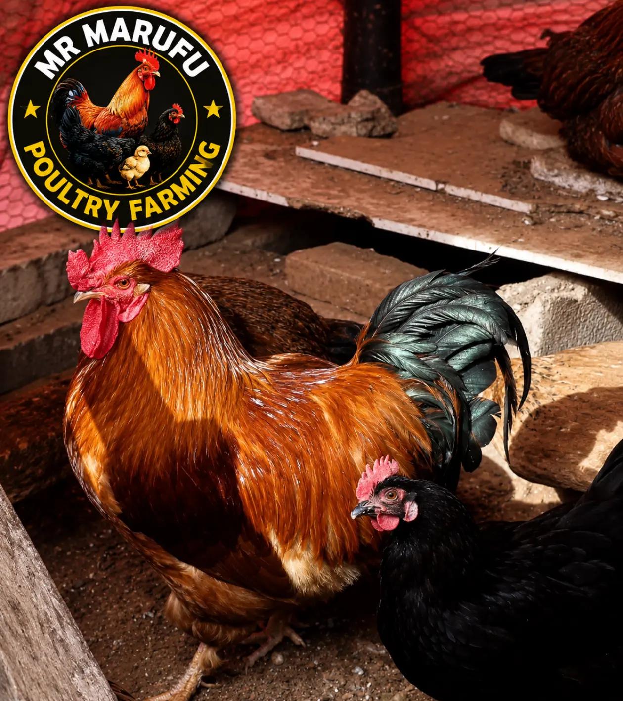 @Mr Marufu Officialfarming