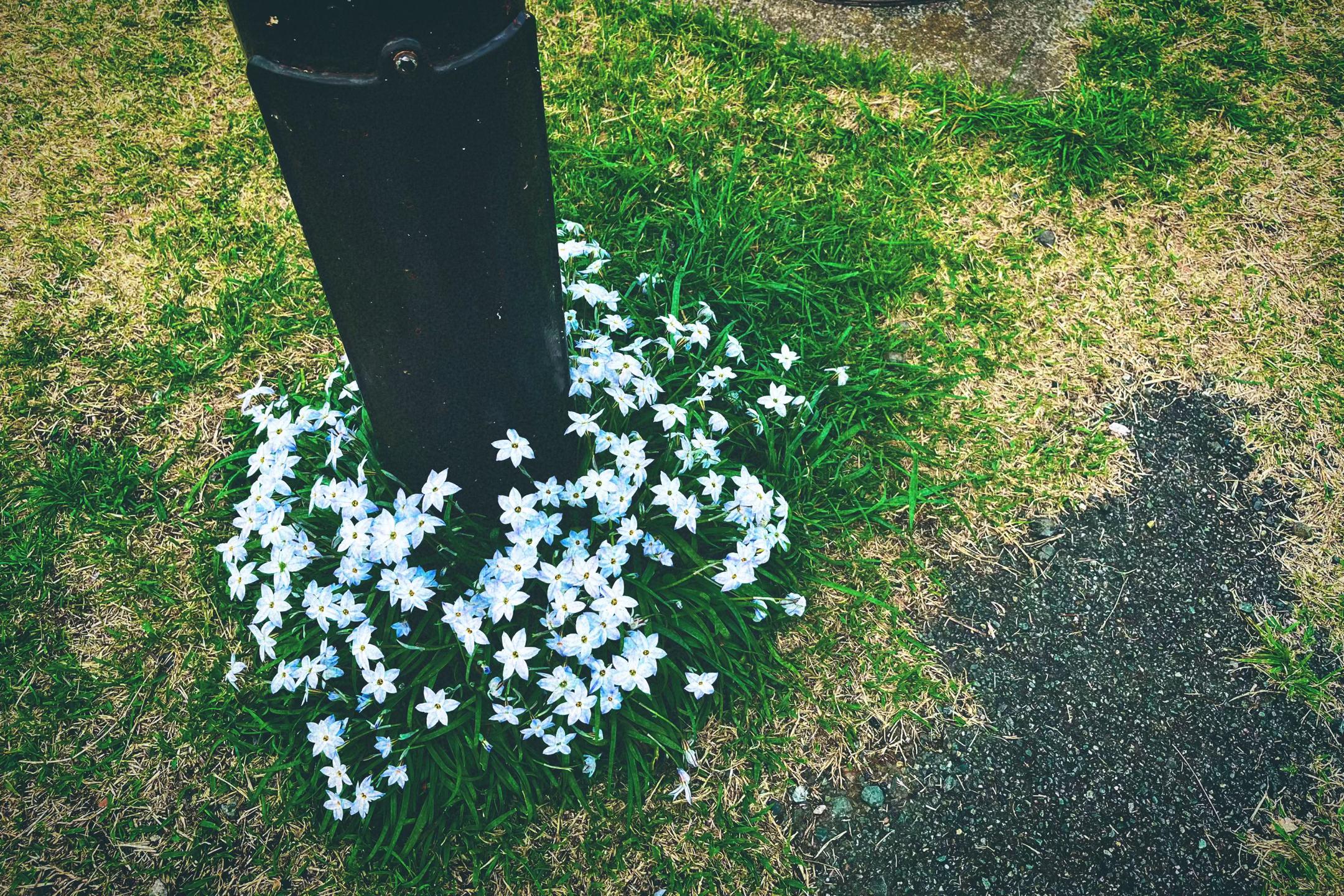 @芥子川