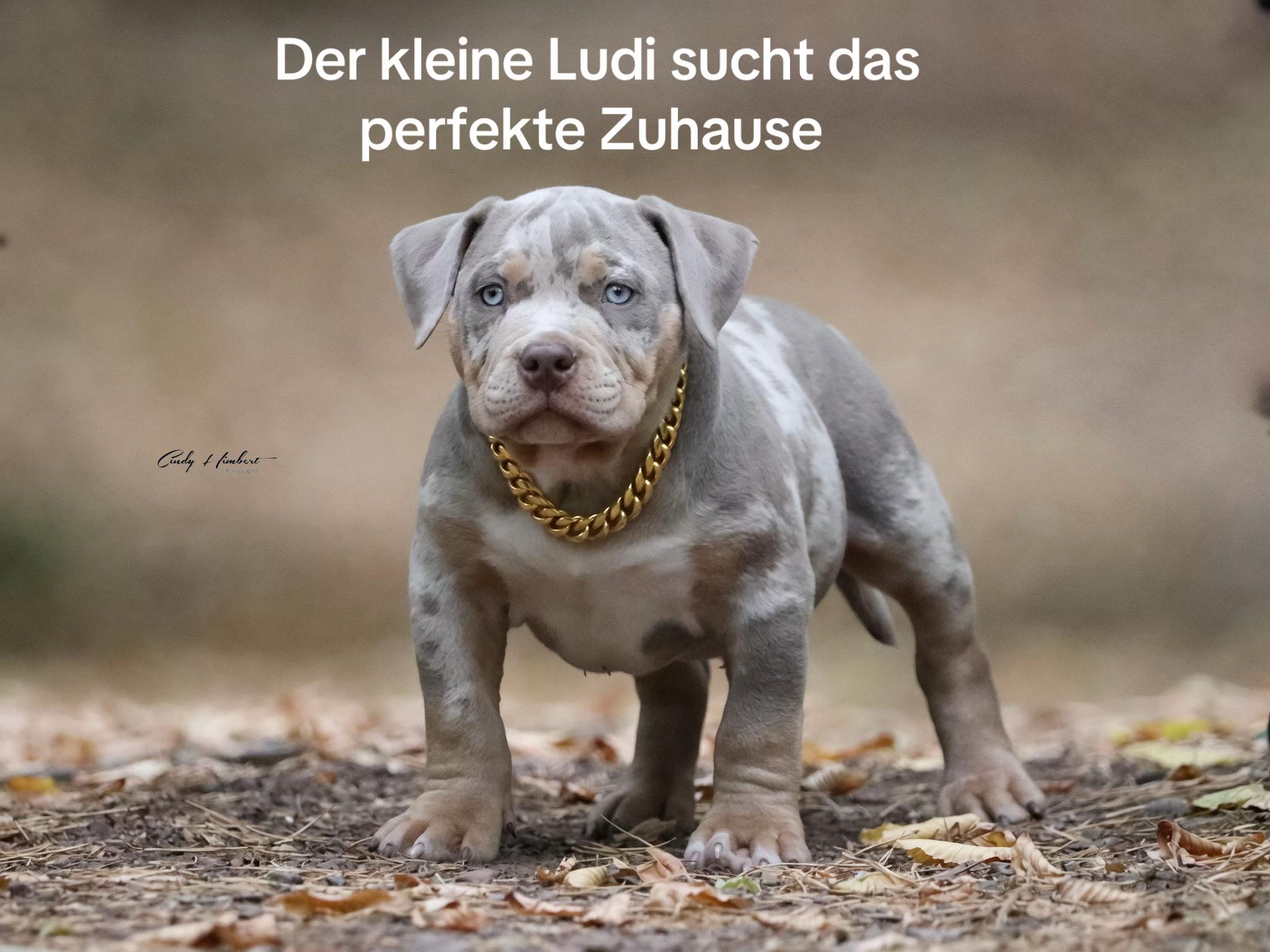 @big_muscle_bullys