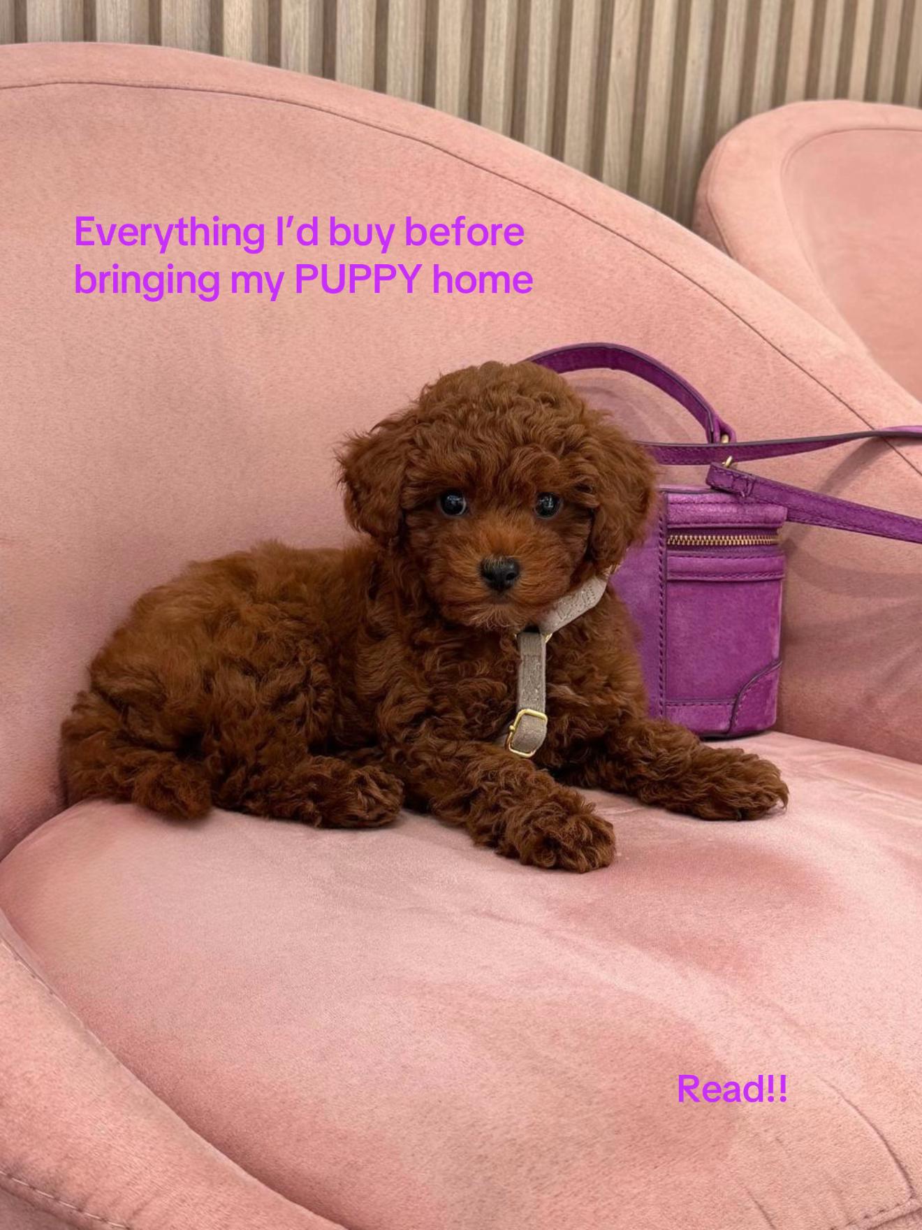 @Royalpuppy.world