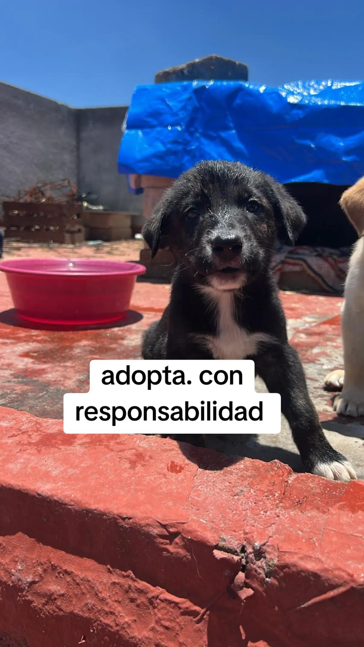 @rescate de perros guapos 😚