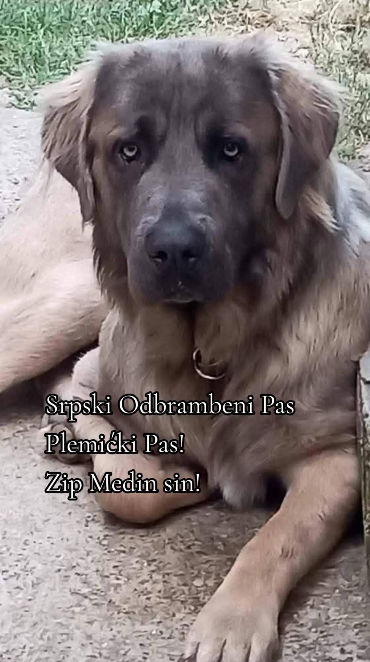 @Plemićki pas Srpski mastif