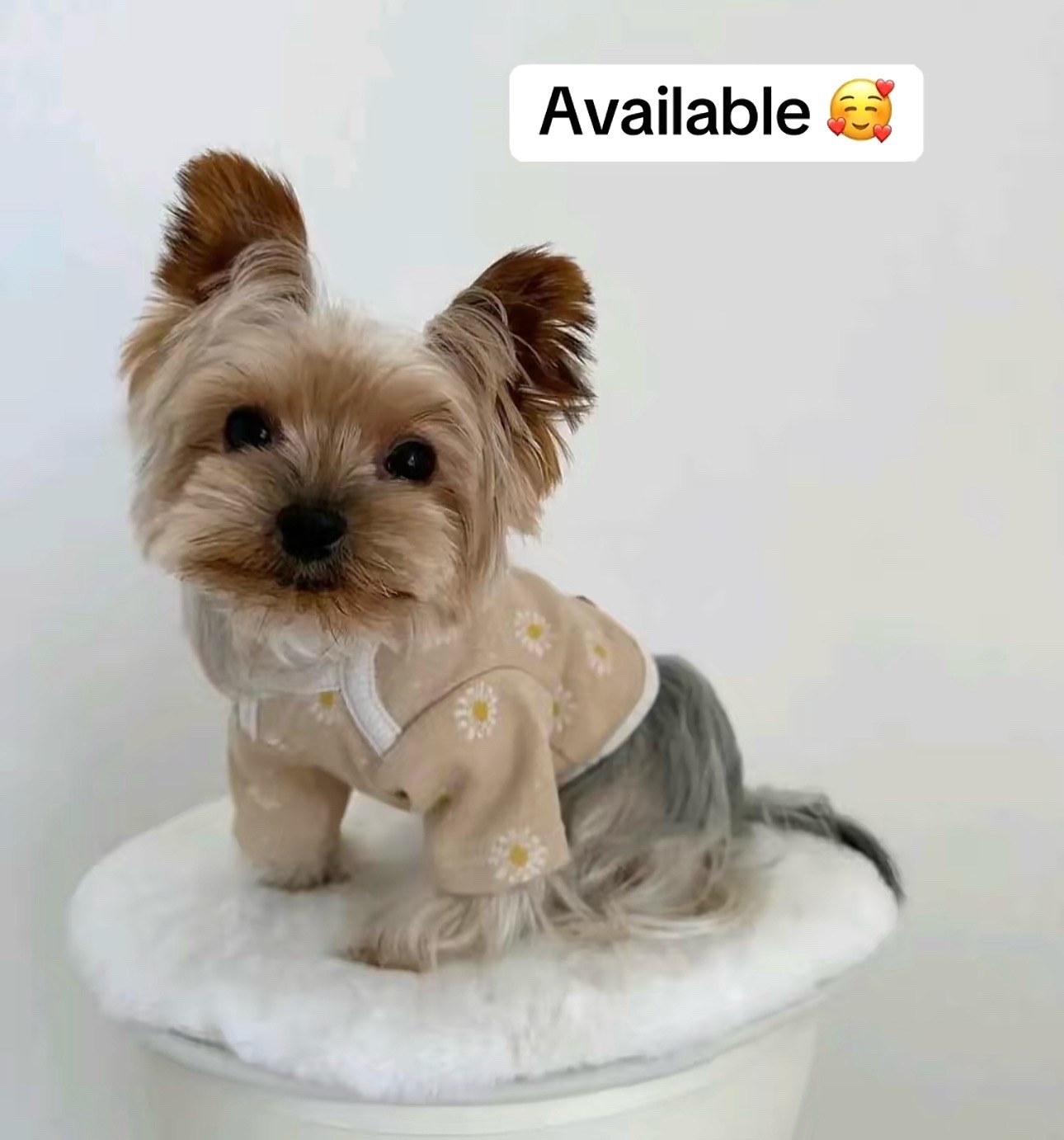 @Yorkies puppies for Adoption