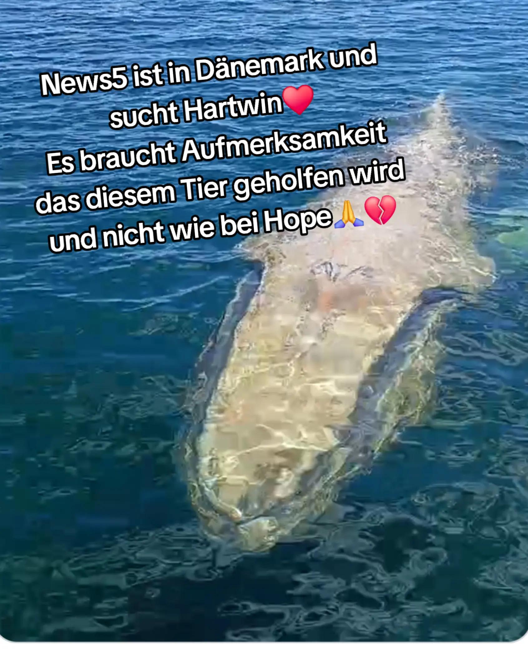 @🐳📚❤️DreamySusu❤️📚🐳