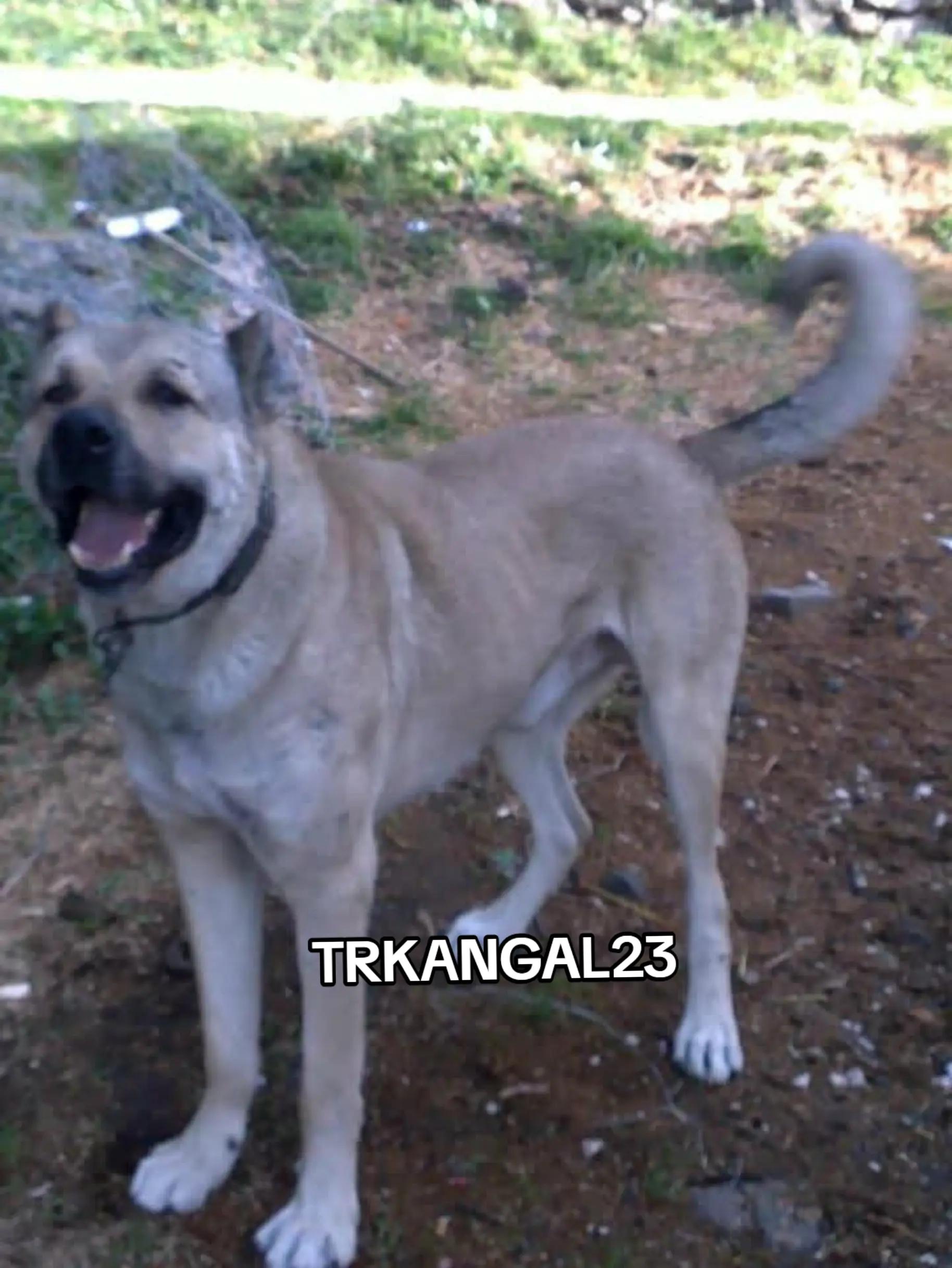 @🏆 TRKANGAL23 🏆