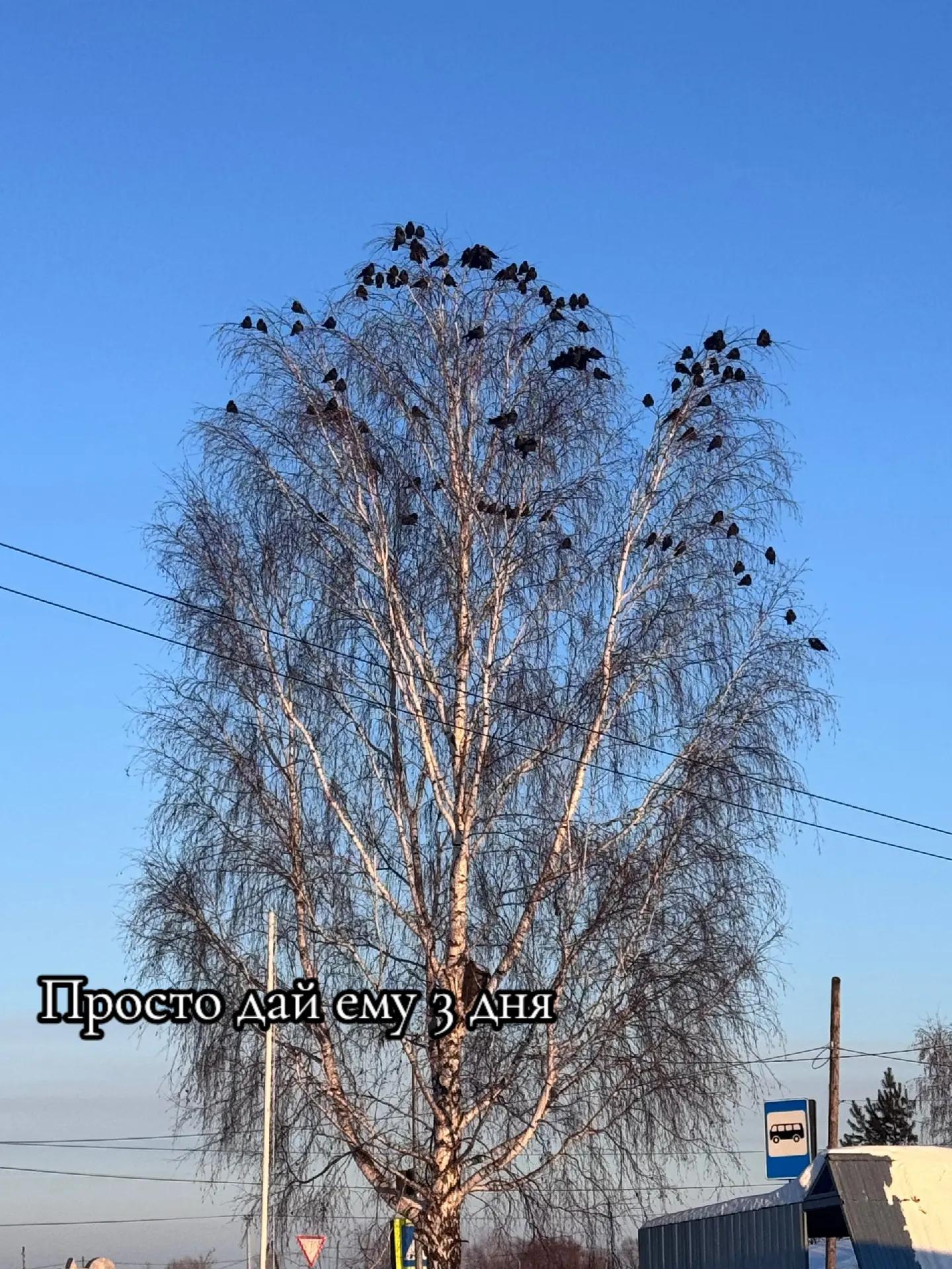 @𝒴𝓊𝓁ь𝒸𝒽𝒾𝓀
