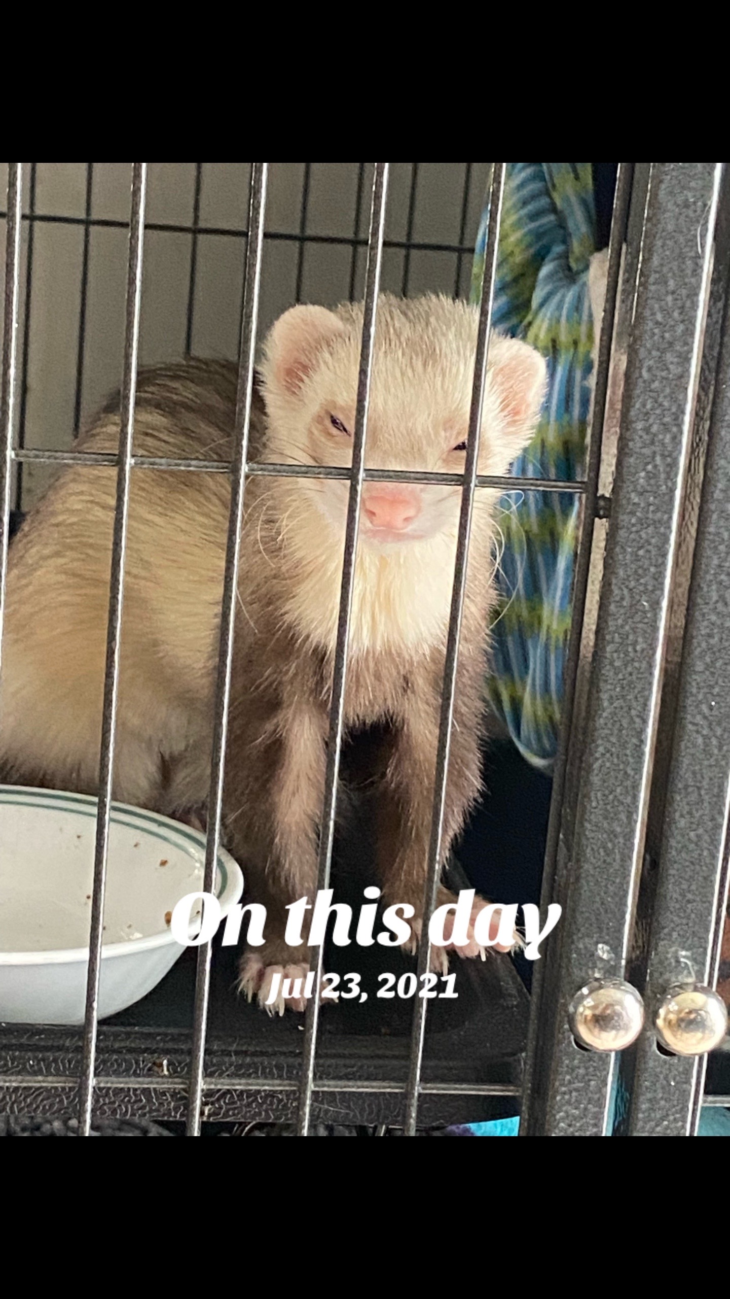 @Harris Pets & Vettes