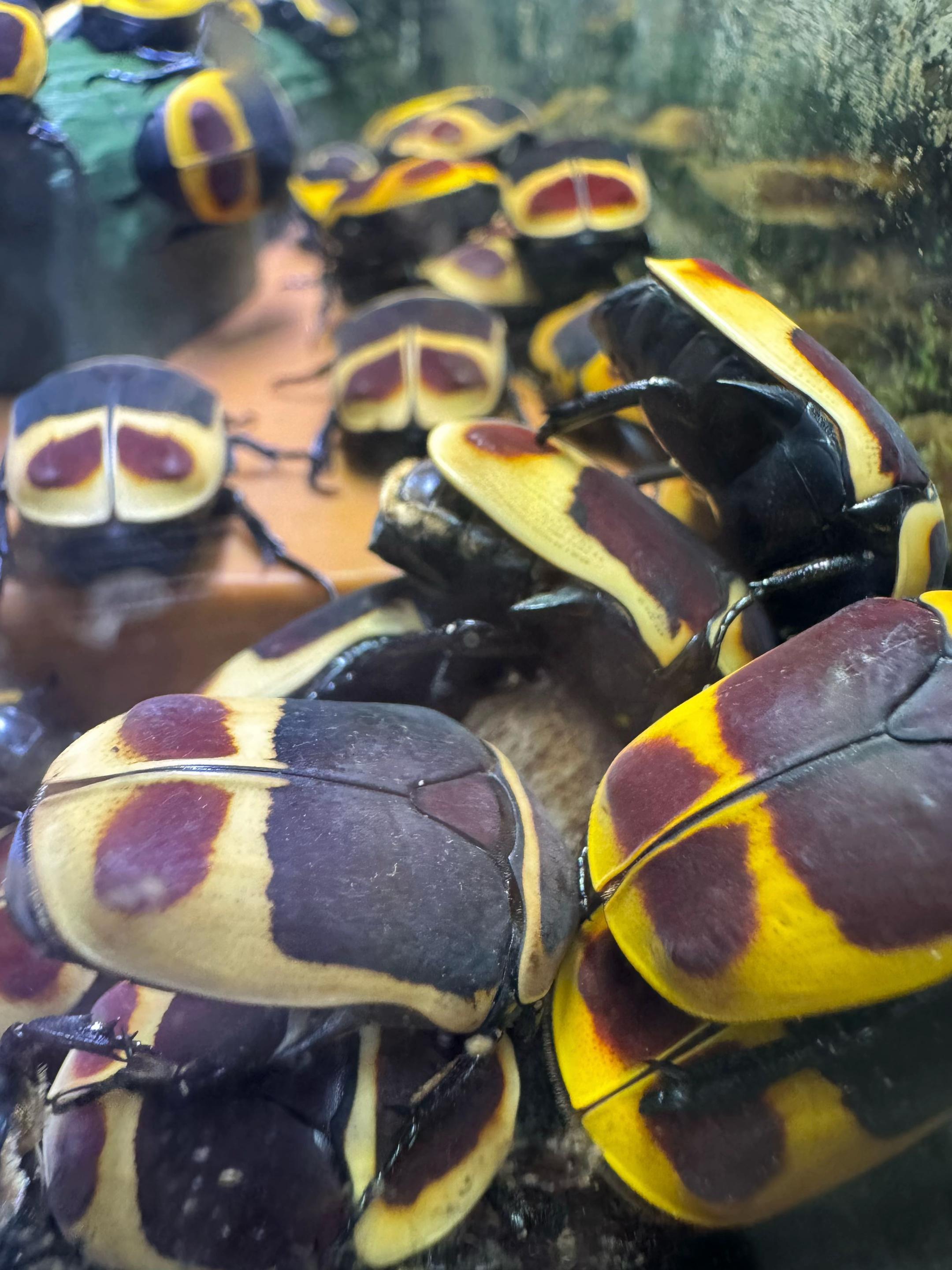 @Rock_n_insectes