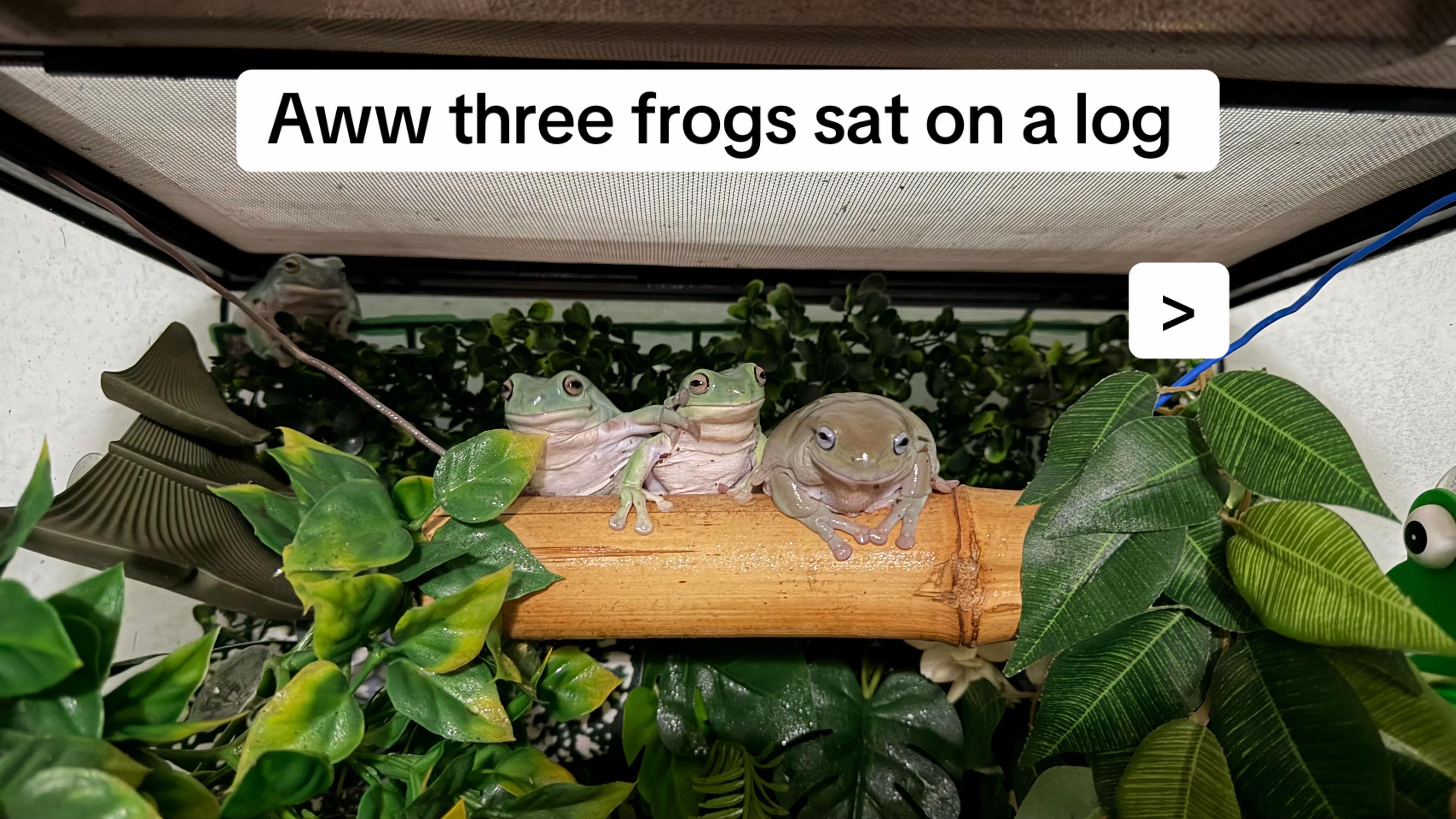 @frogsandoddities