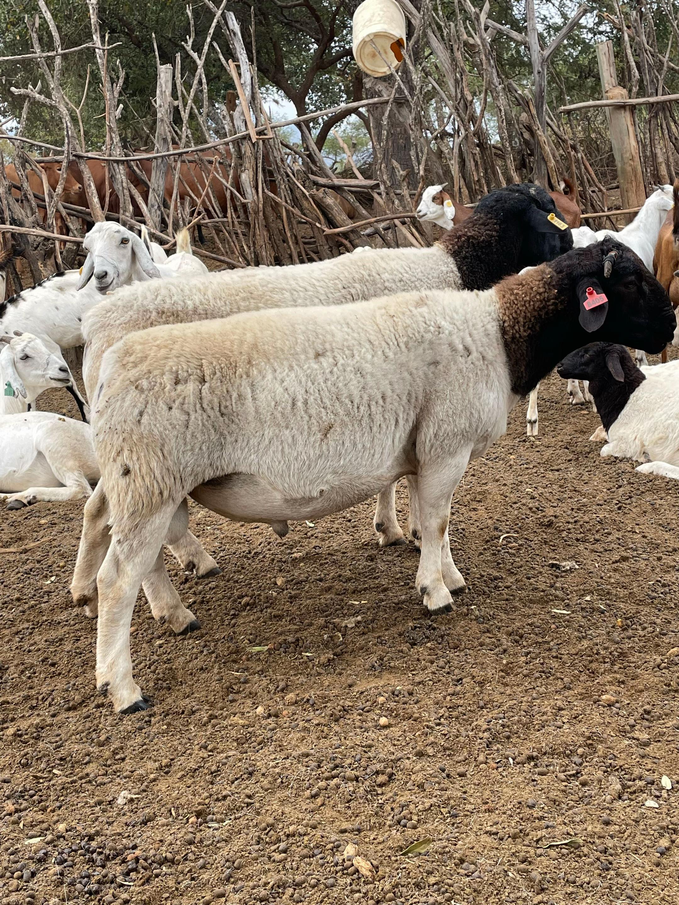 @DorperfarmsKE🇰🇪