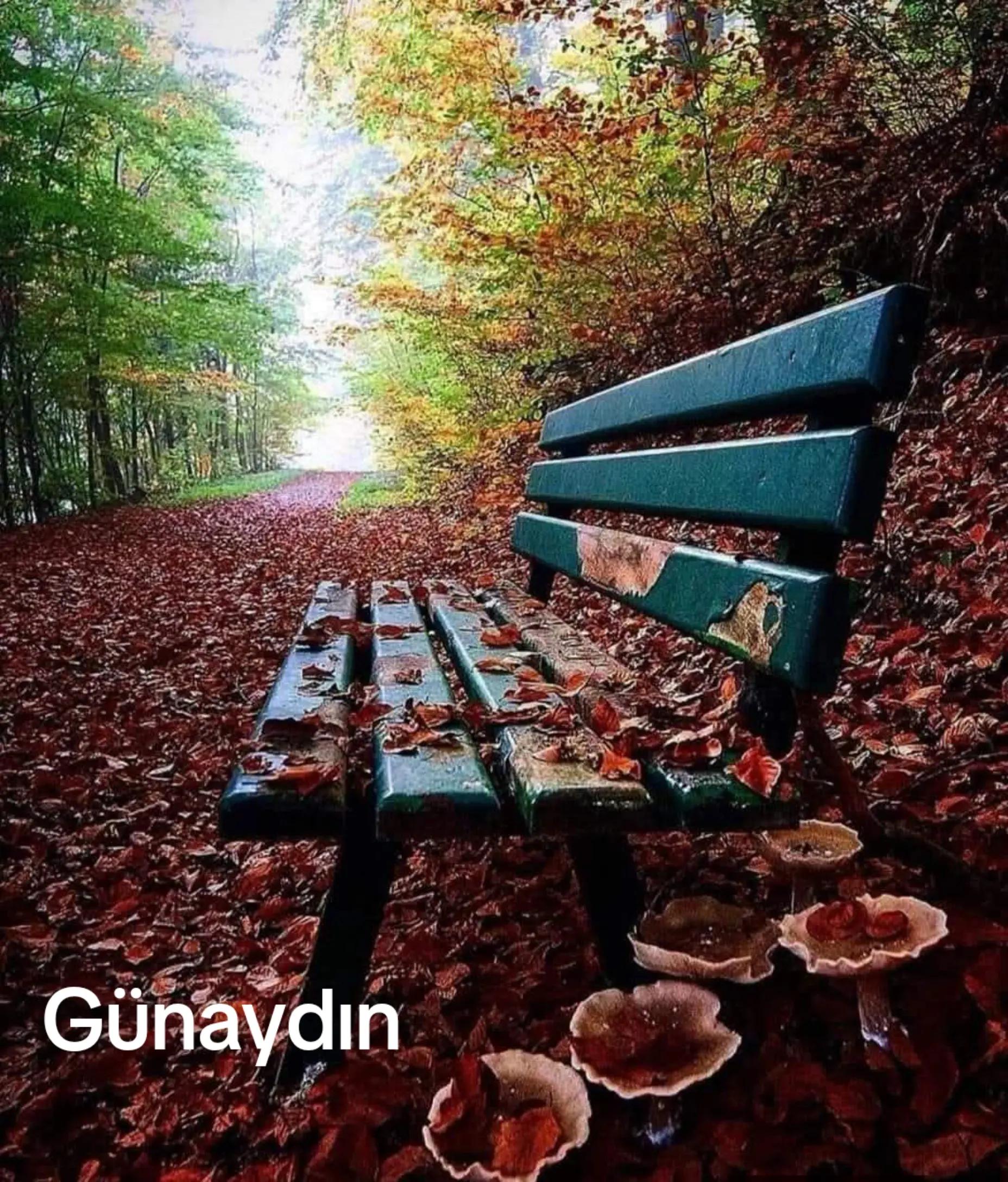 @Ali g&uuml;l