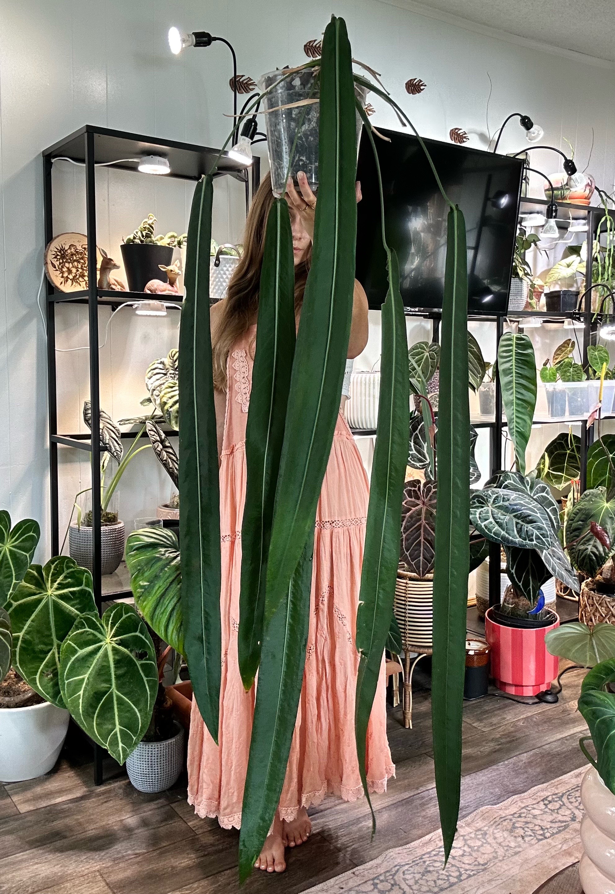 @theplantgirl_diaries