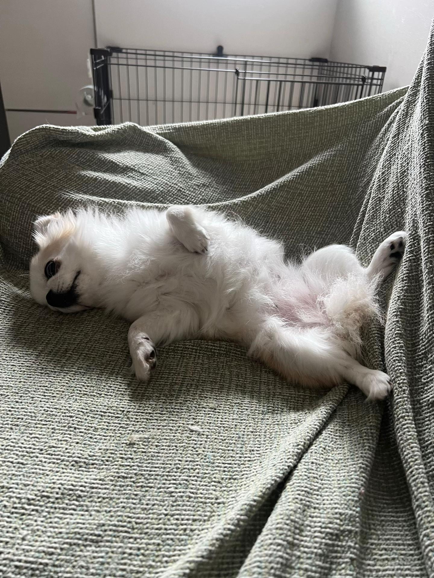 @人よりの犬