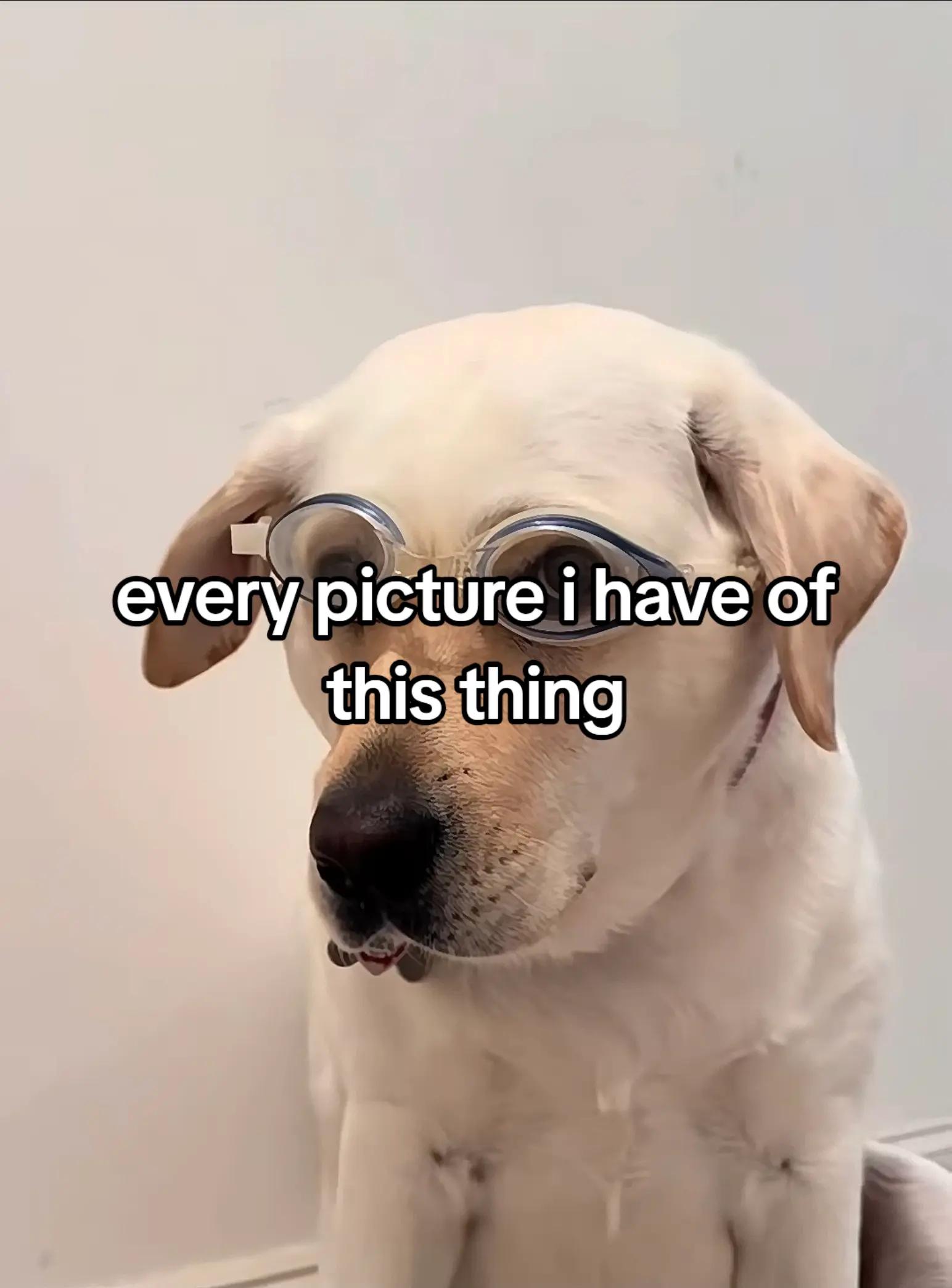 @gvtz