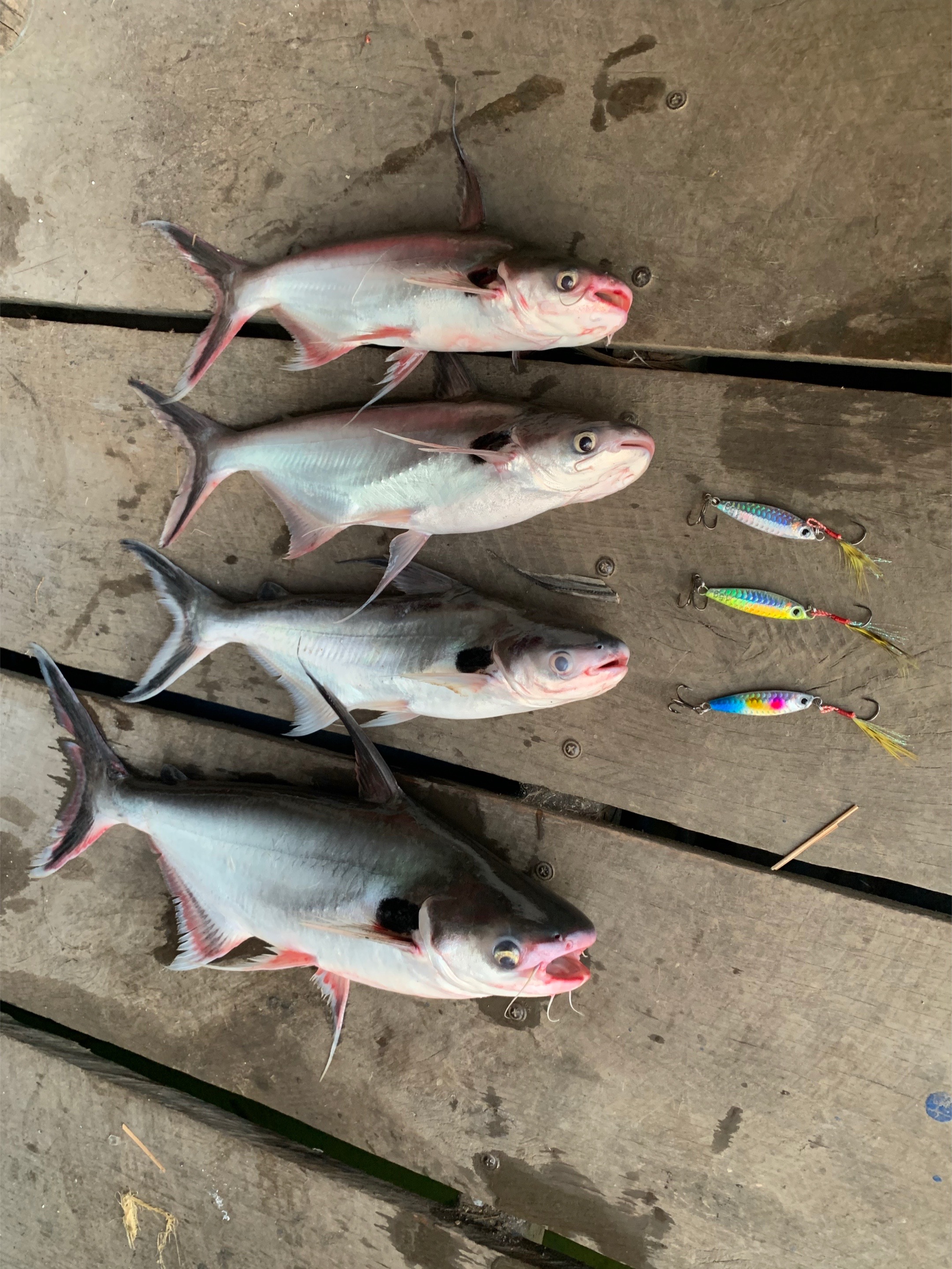@Dara Fishing(KH)
