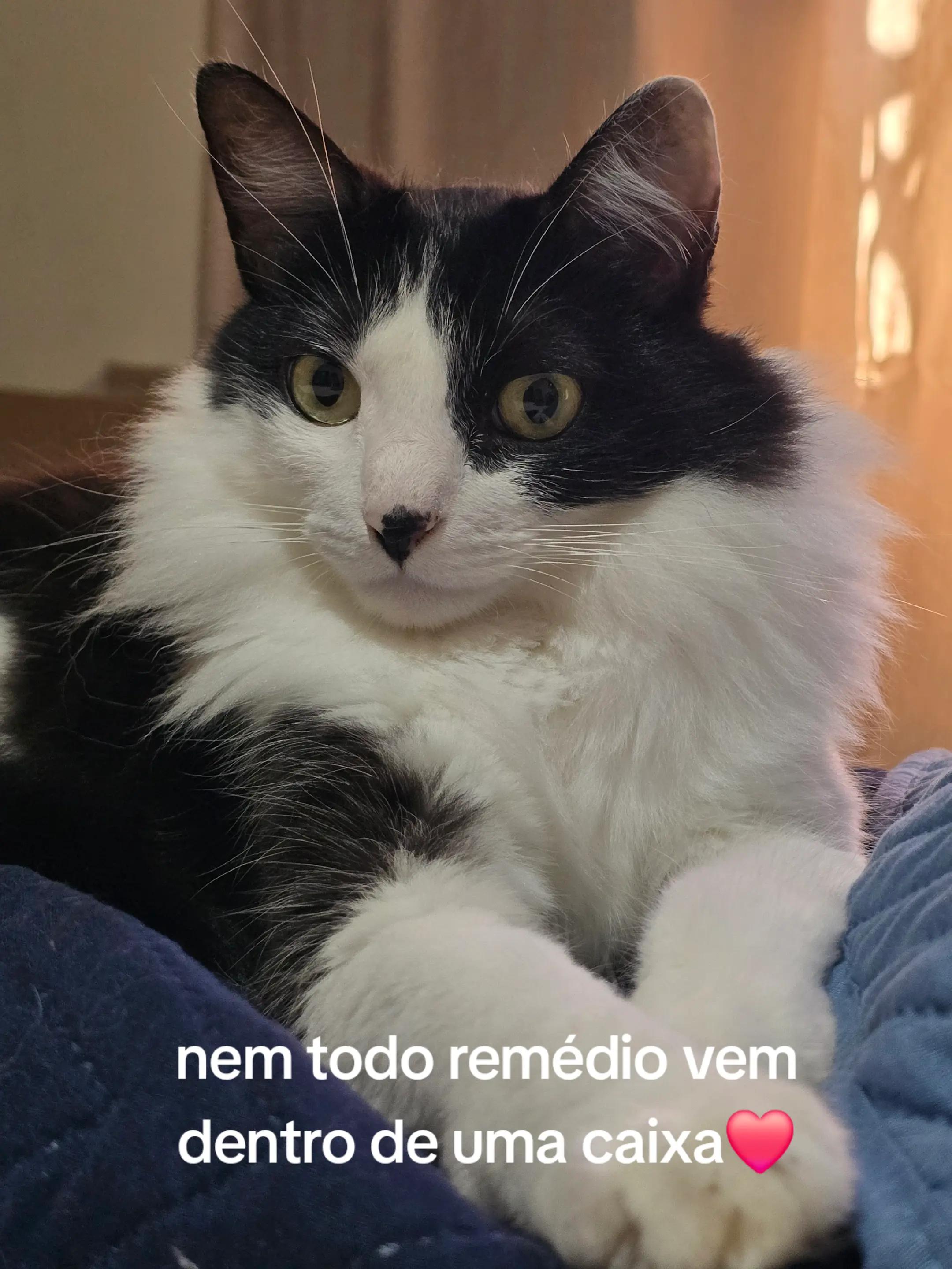 @✨️🐈❤️🐕❤️🐈✨️