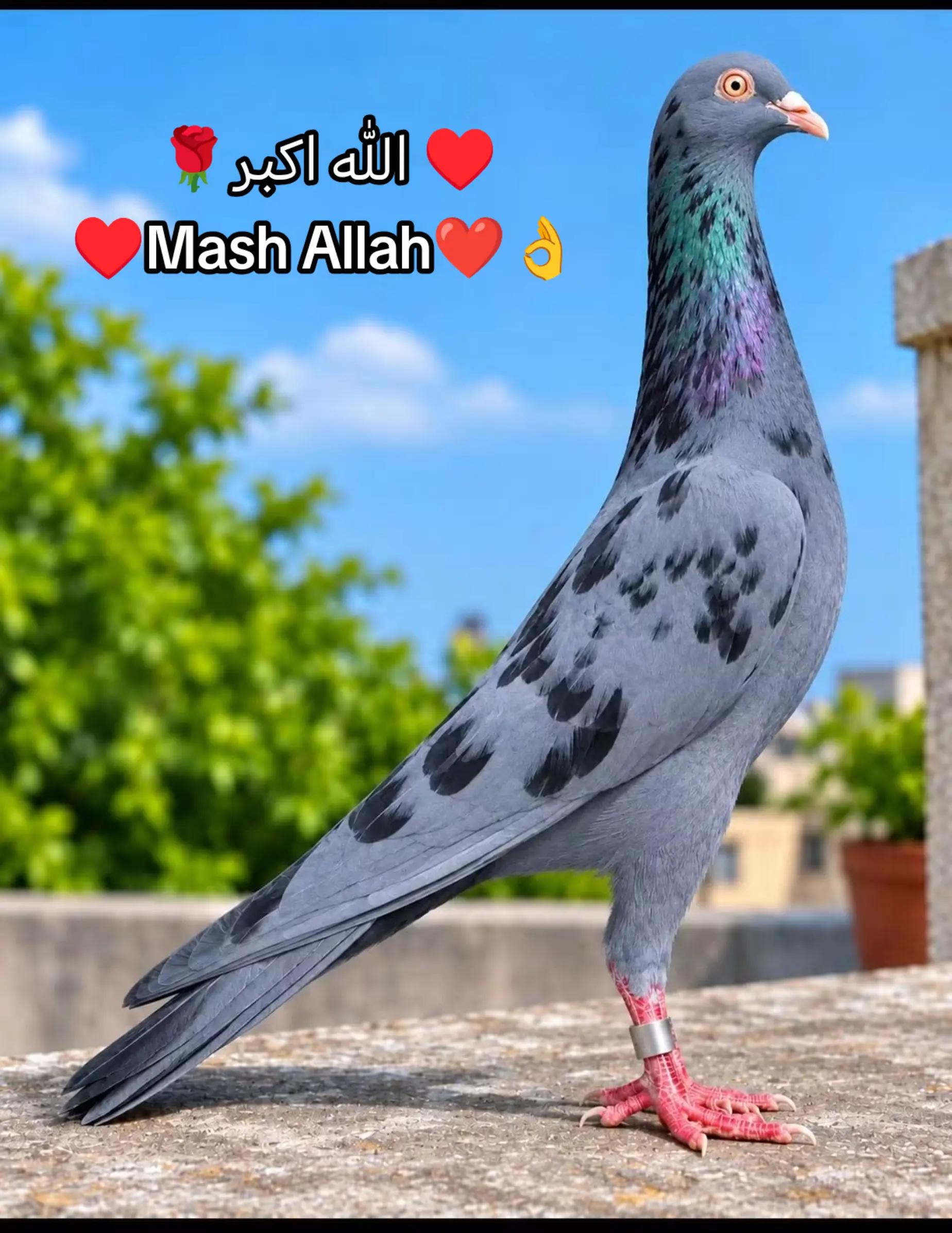 @đĩđ¸đ§đŠŲŲ
اŲ♥ī¸Kamal Ali â